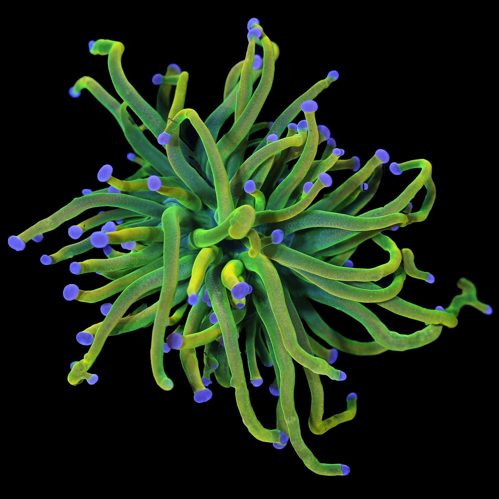 Holy Grail Torch Coral