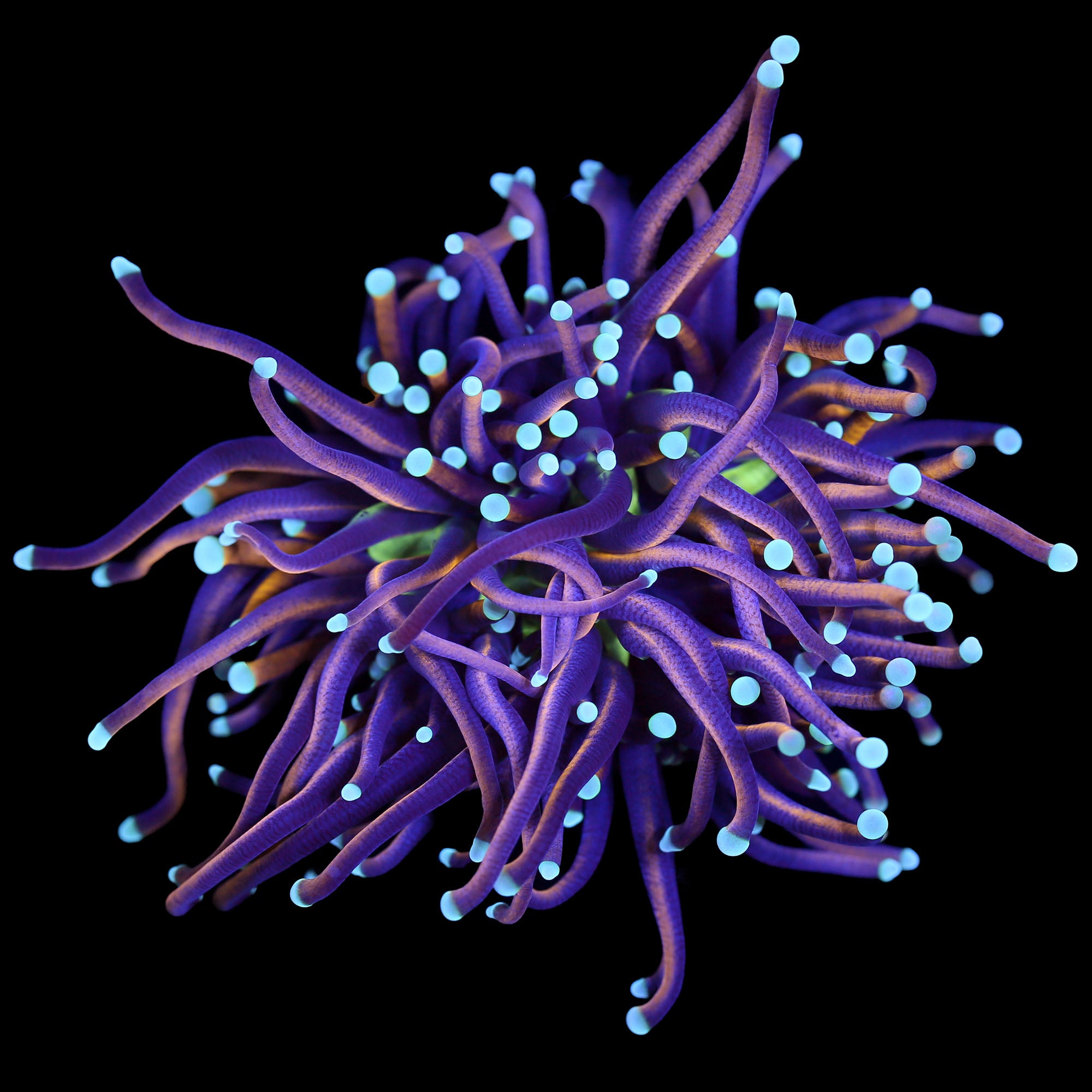 Ultra Green Center Gold Torch Coral