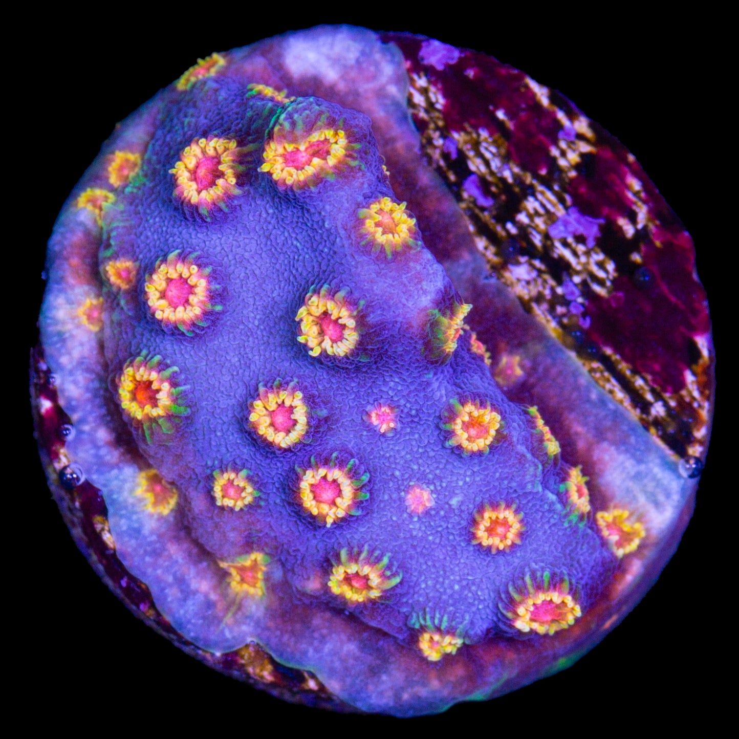 Bizzaro Cyphastrea Coral