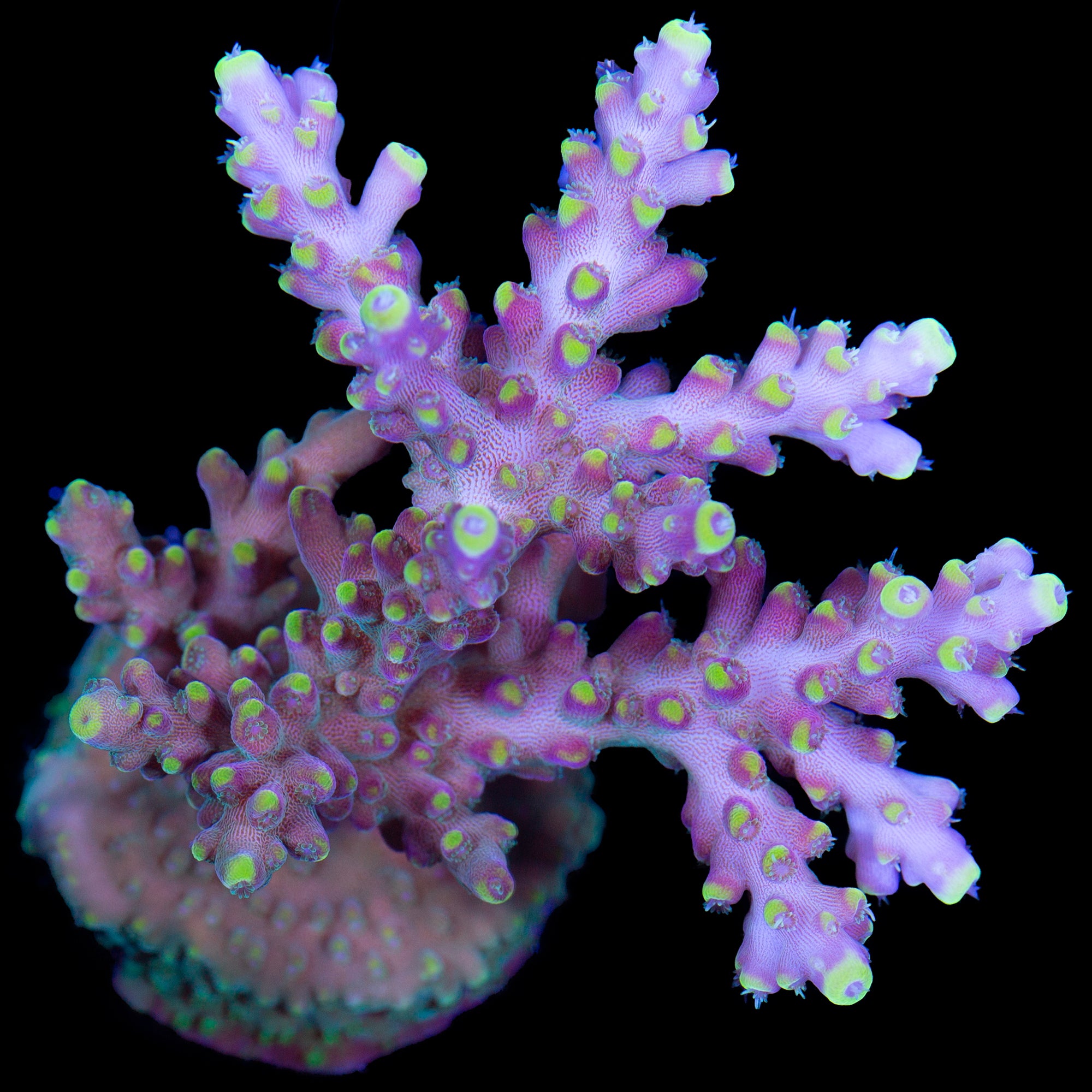 RR Poison Ivy Acropora Coral - Chunky Frag