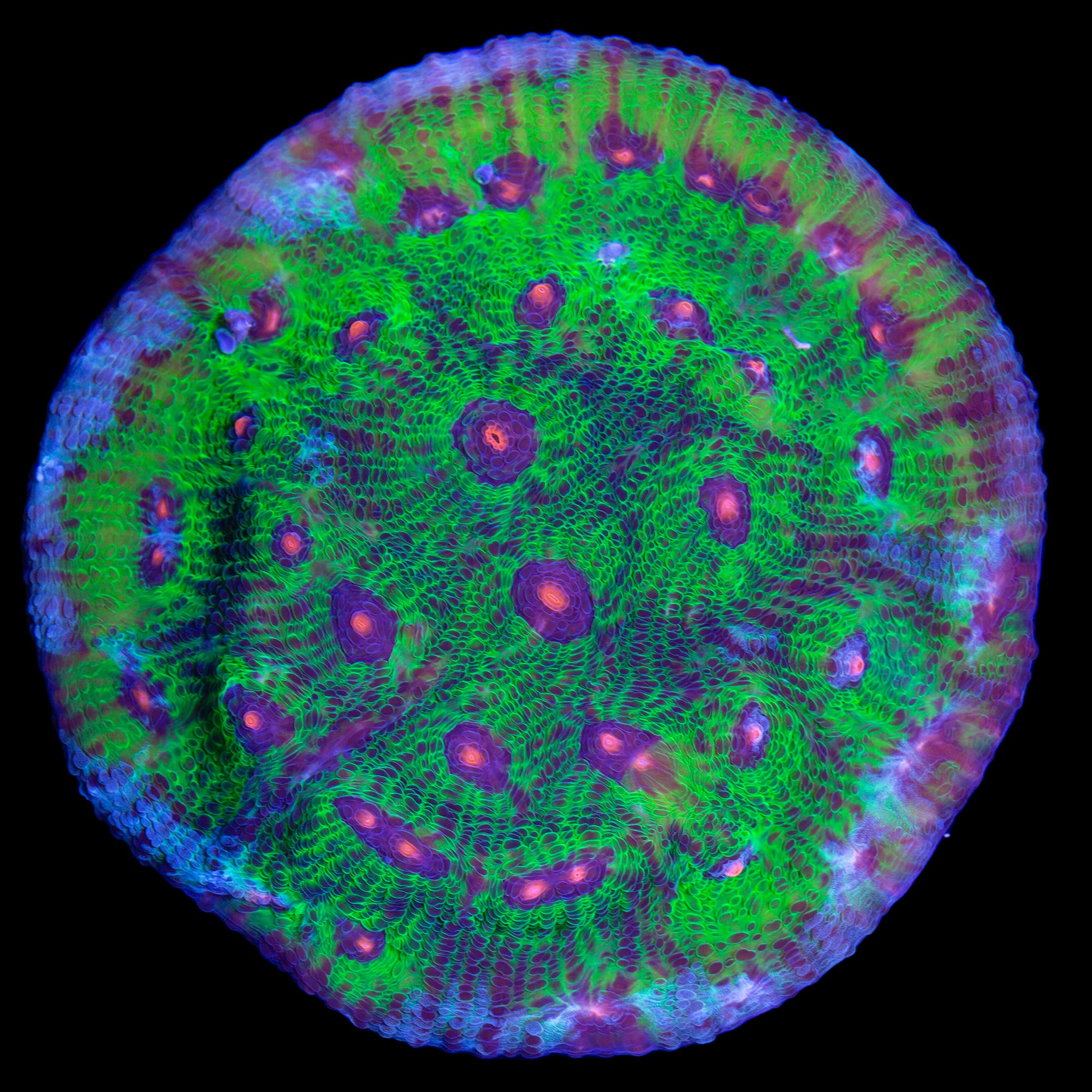 Walking Dead Mycedium - Mini Colony