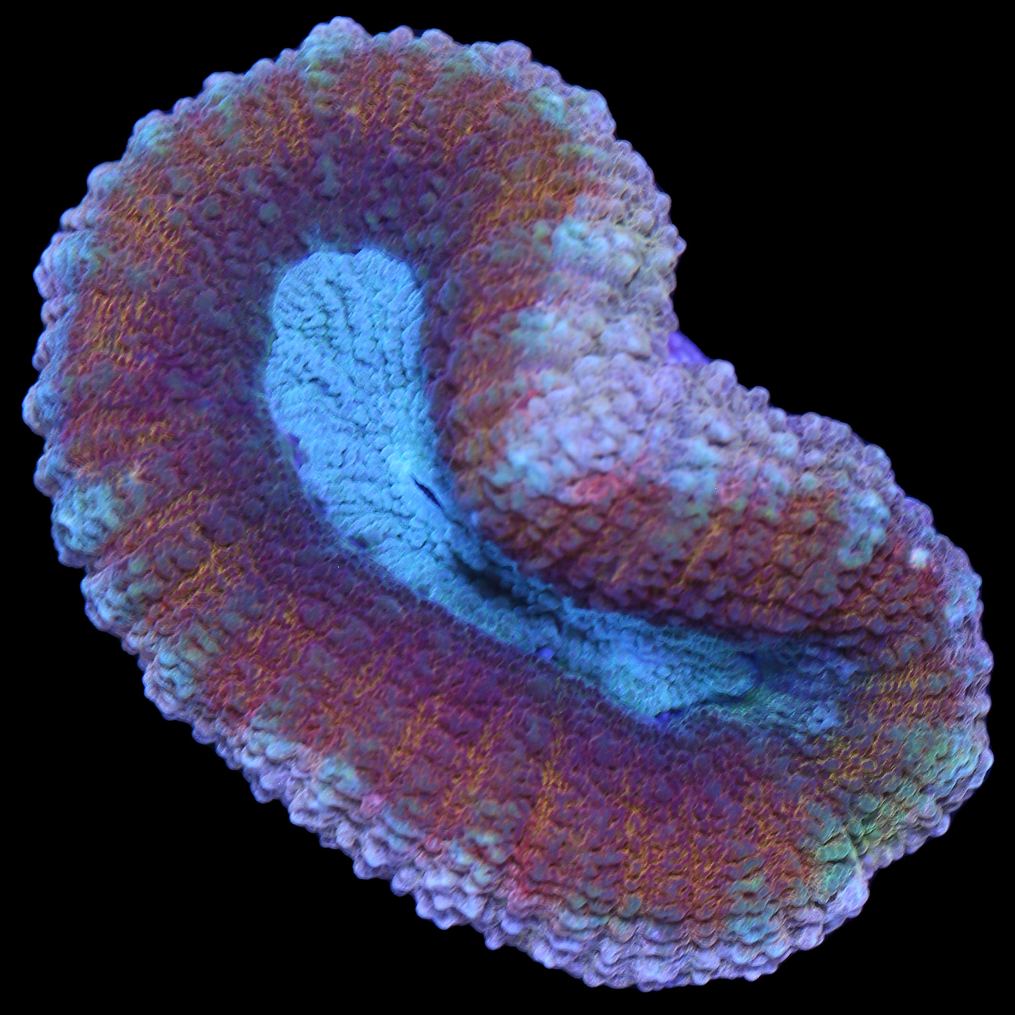 Rainbow Aussie Lobophyllia Coral