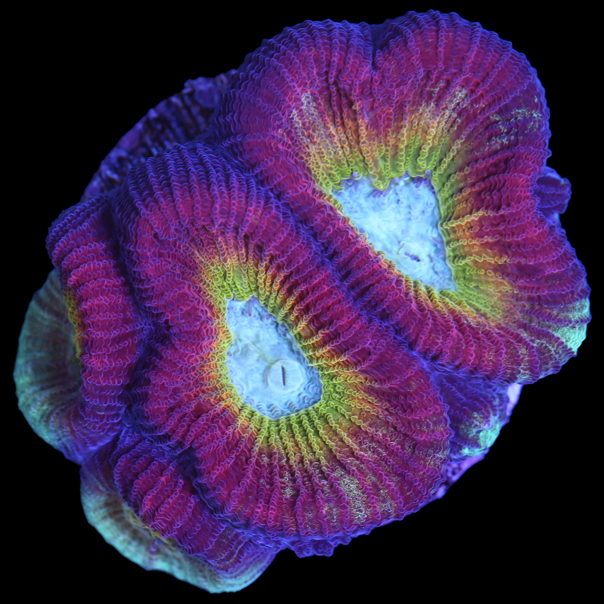 Vivid's Ultimate Rainbow Favia Coral