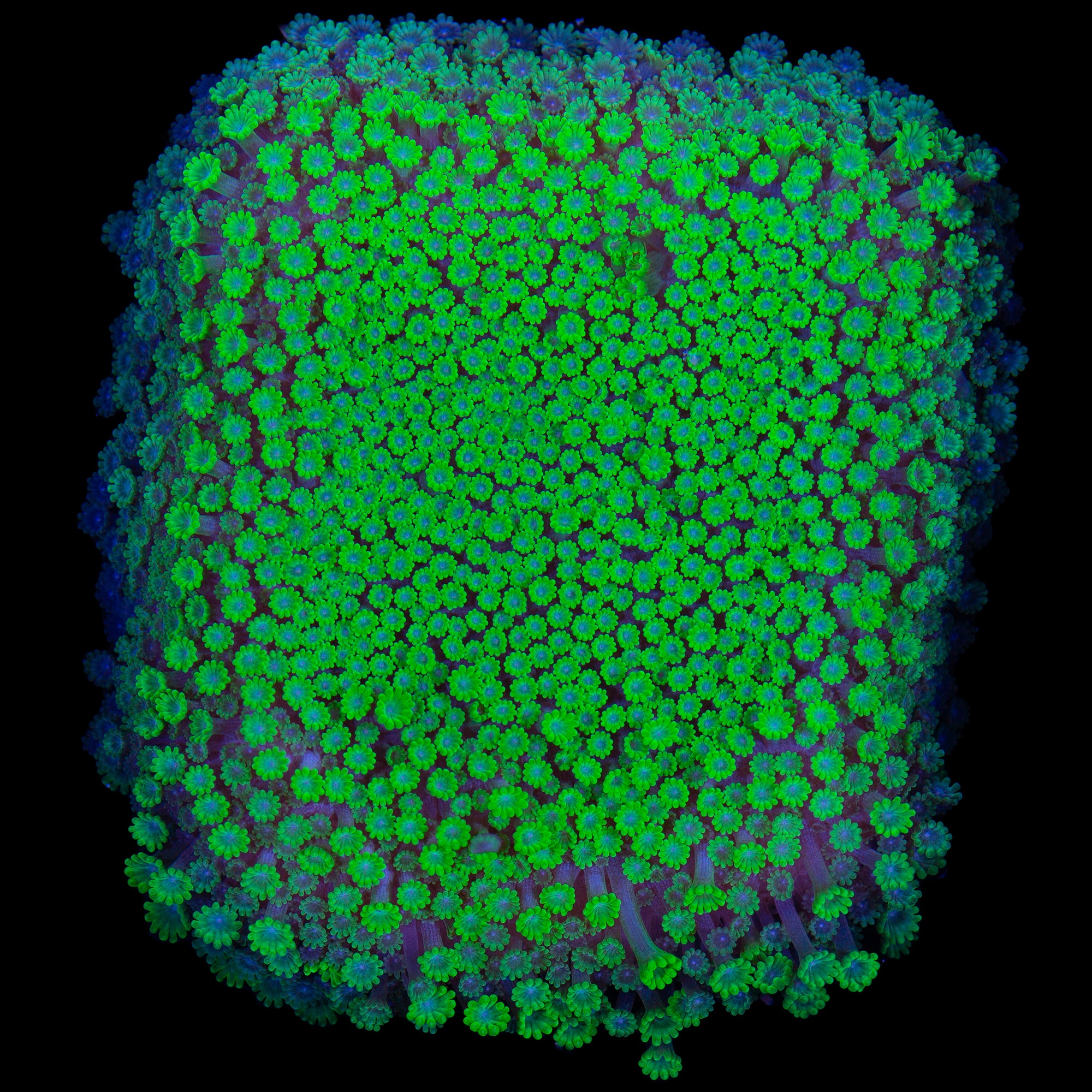 Toxic Green Bernardpora Coral