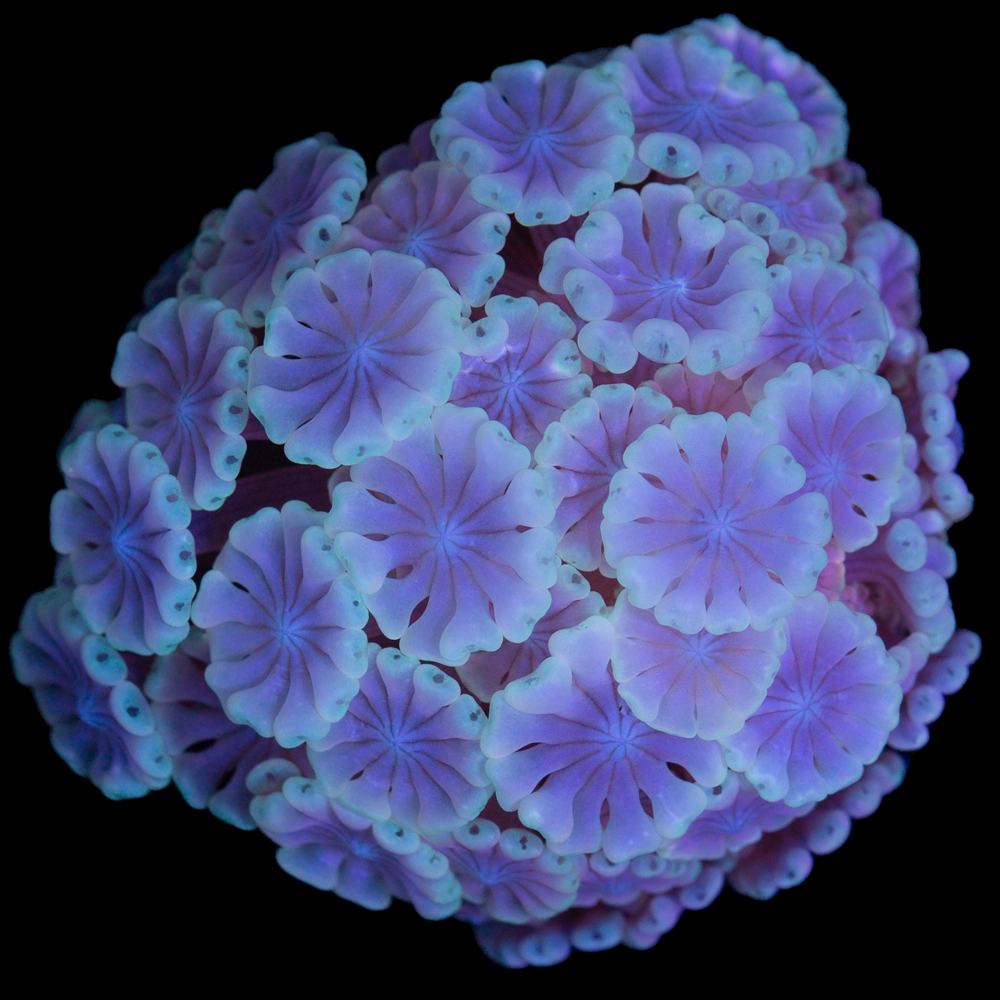 Space Ghost Alveopora Coral