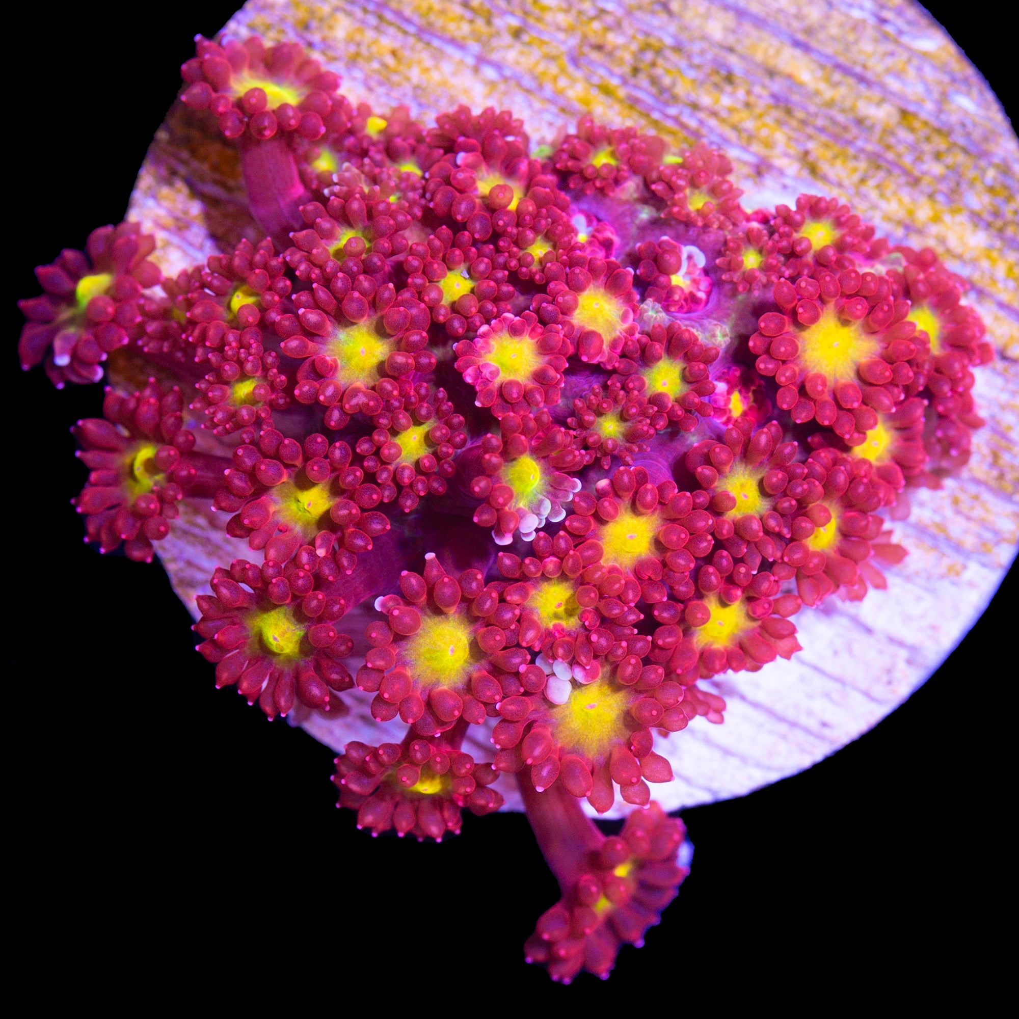 Strawberry Fields Goniopora Coral
