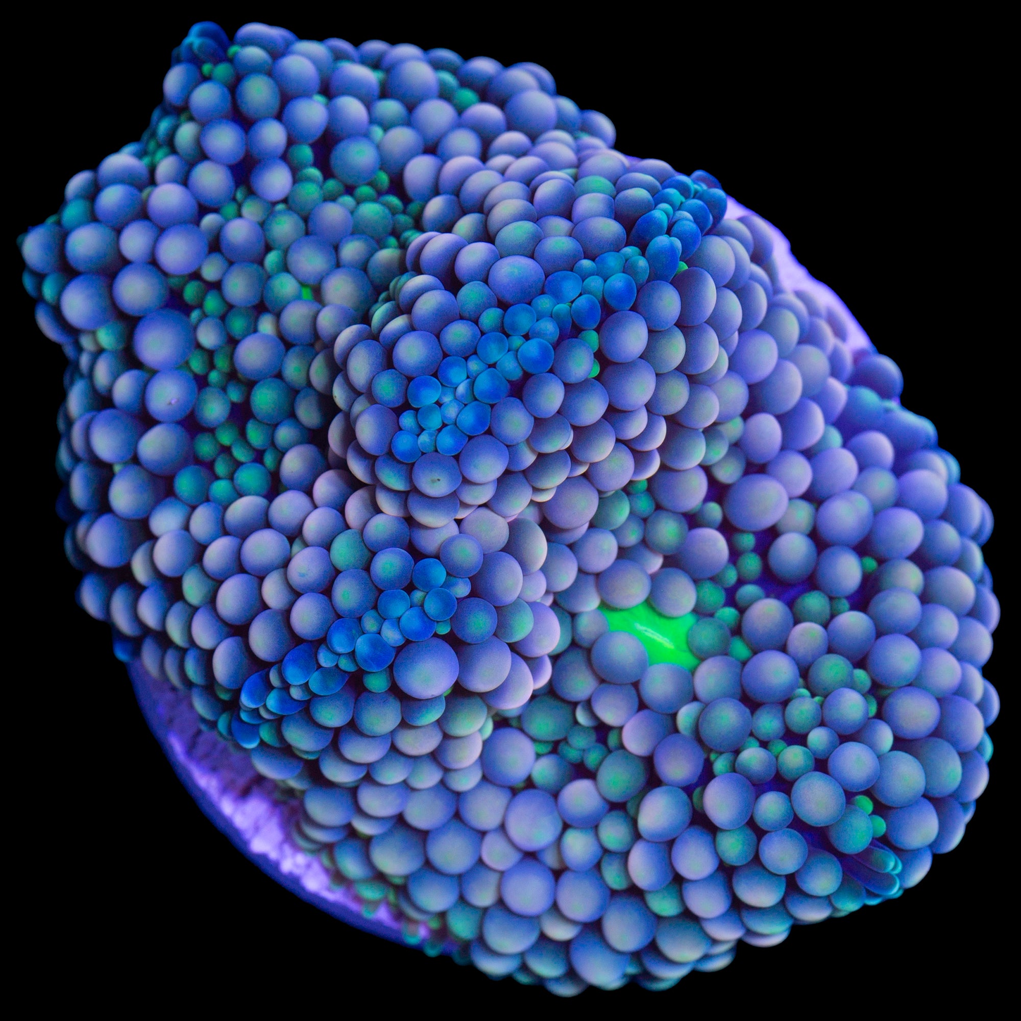 Ultra Ricordea Mushroom