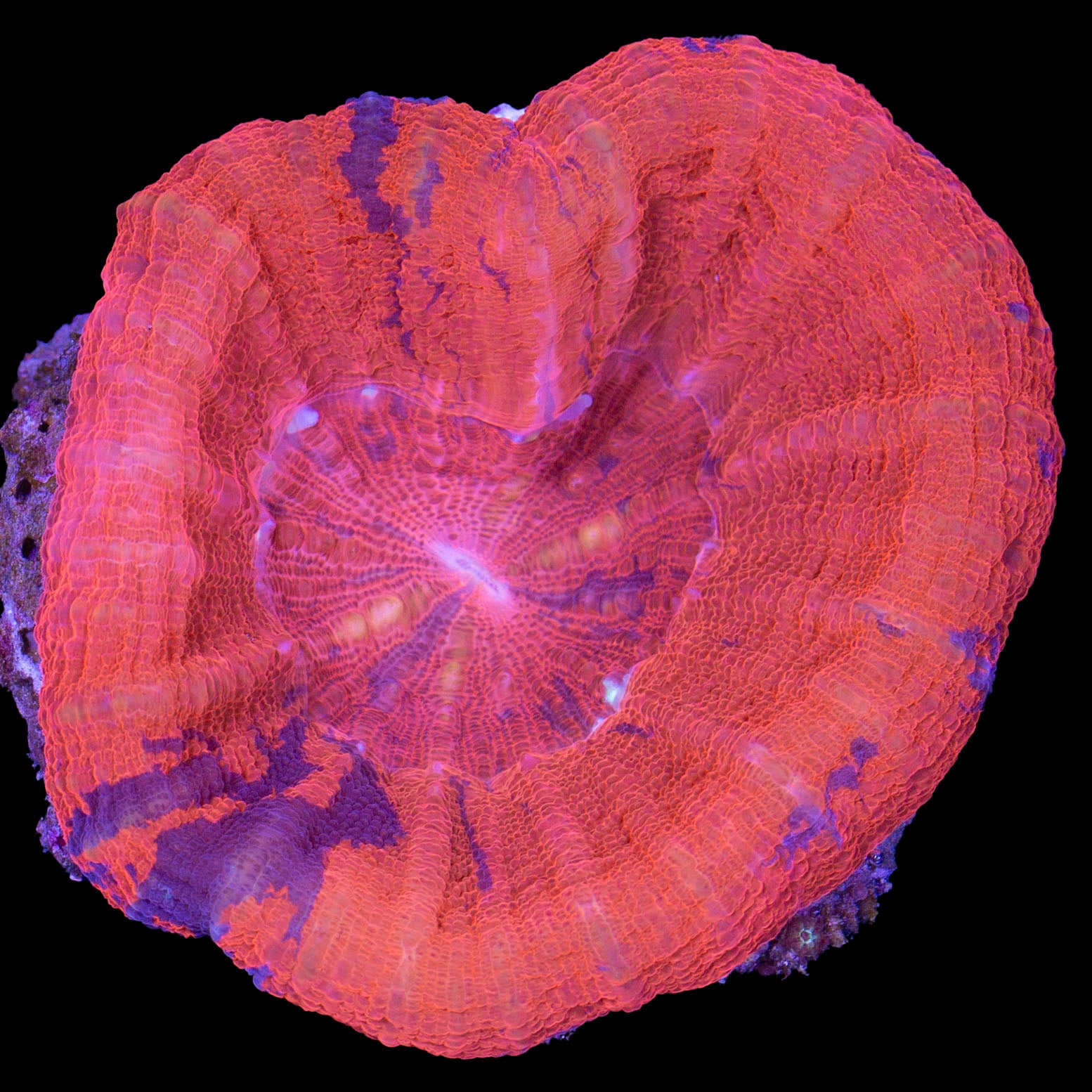 Warpaint Scolymia Coral