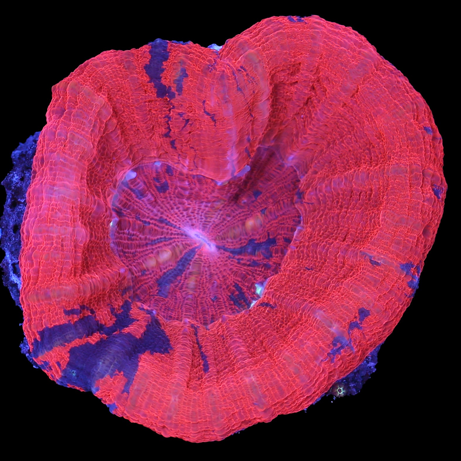 Warpaint Scolymia Coral
