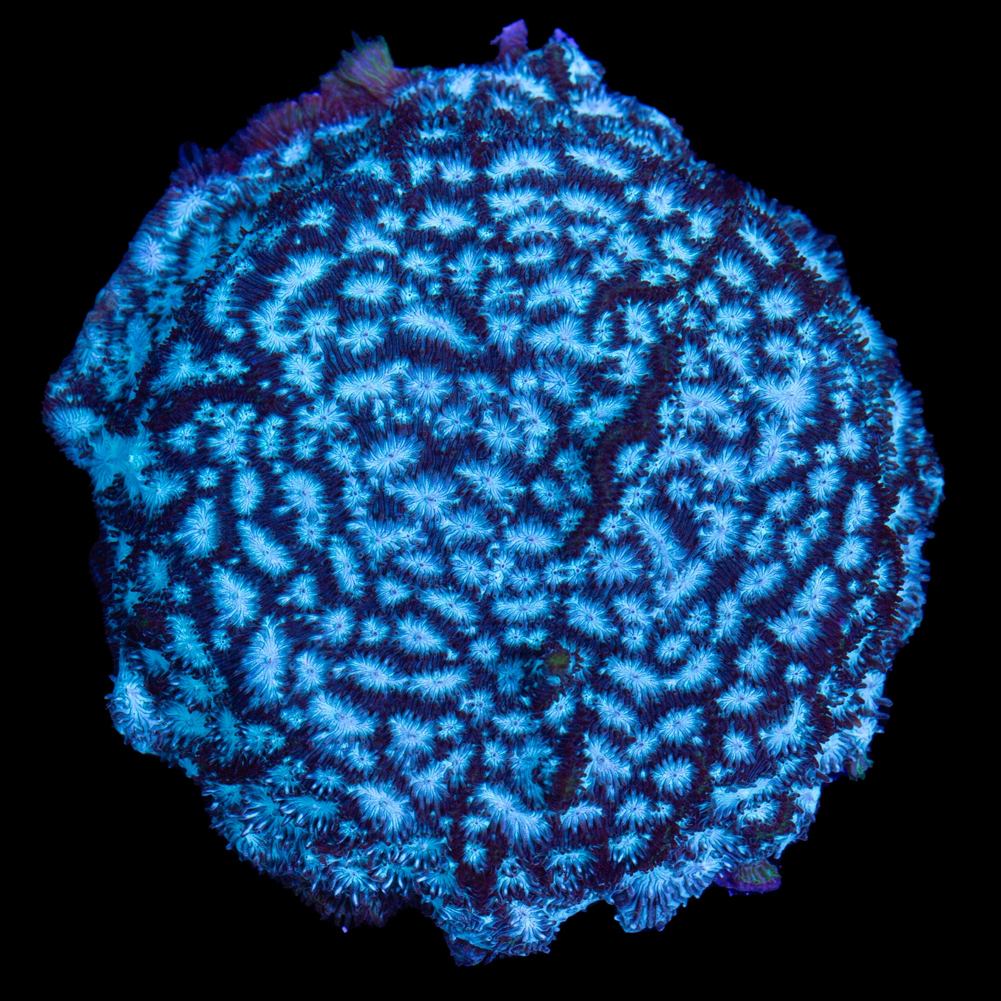 Brain Freeze Leptoseris Coral