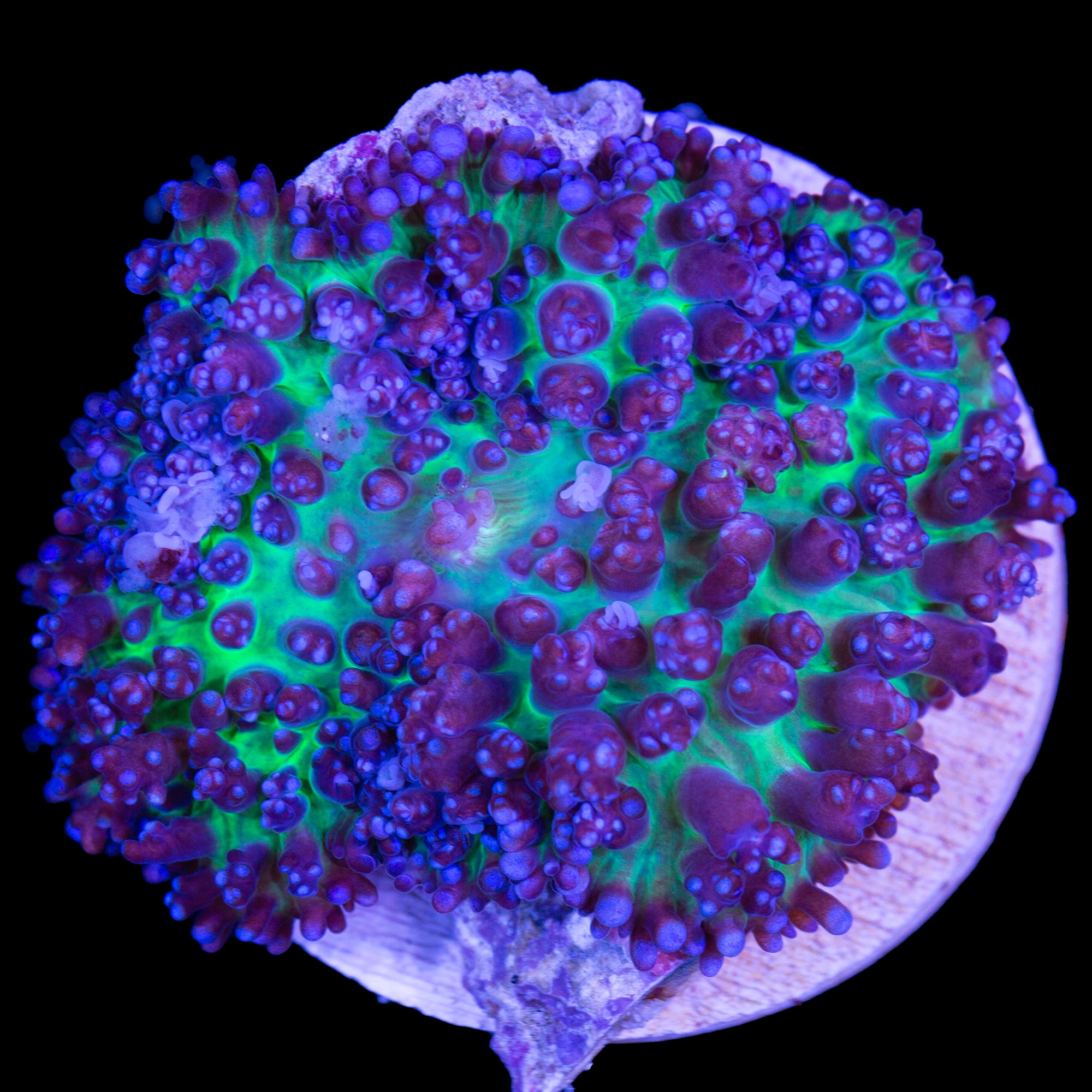 Lavender Hairy Mushroom