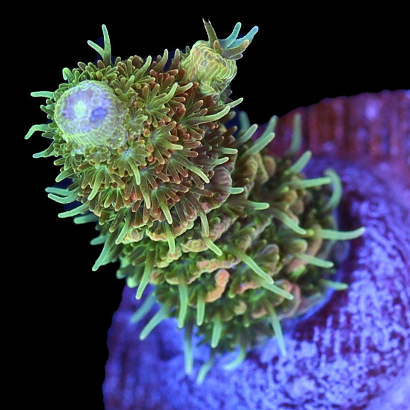 ASD Rainbow Millepora Acropora Coral