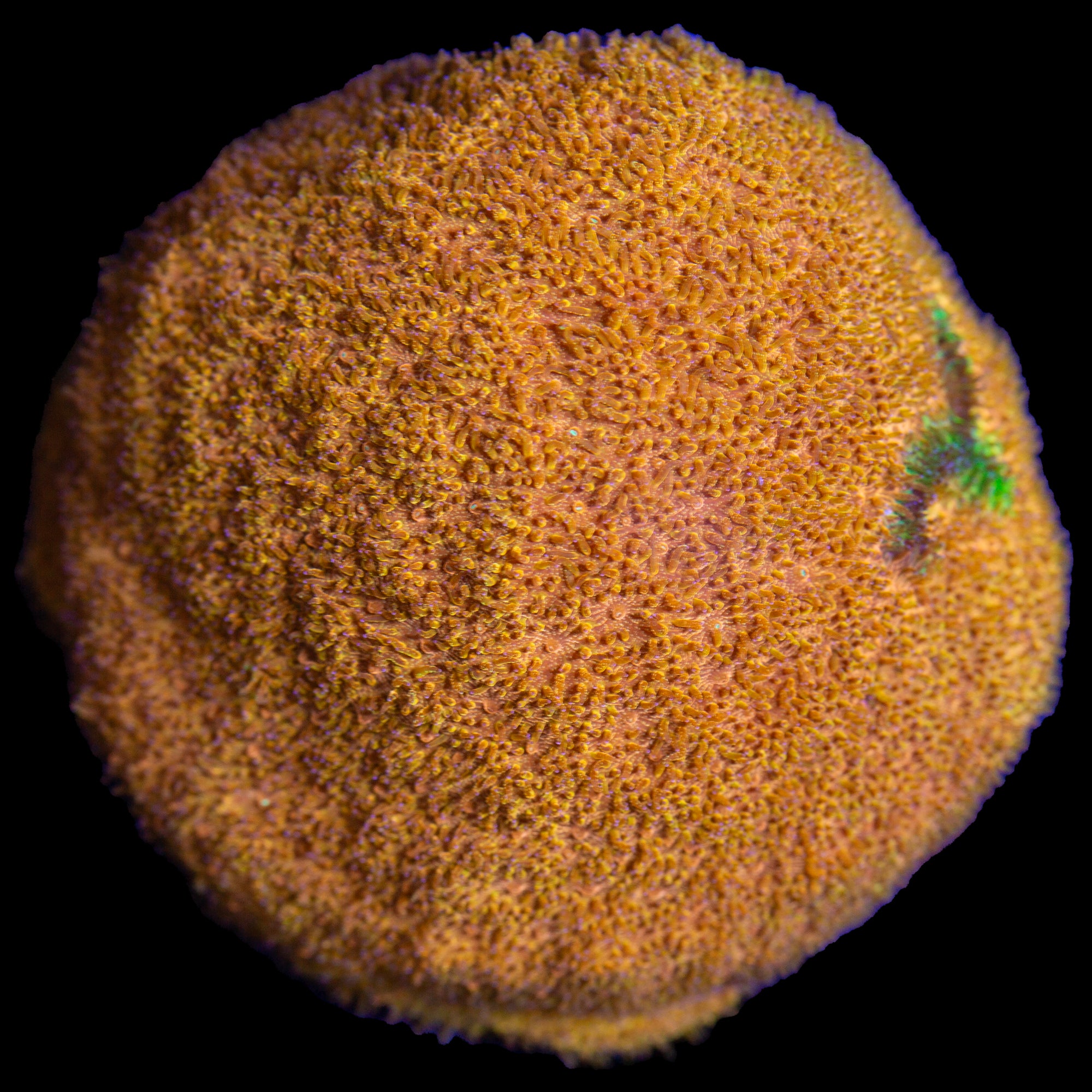 Watermelon Psammocora Coral - Lg Frag