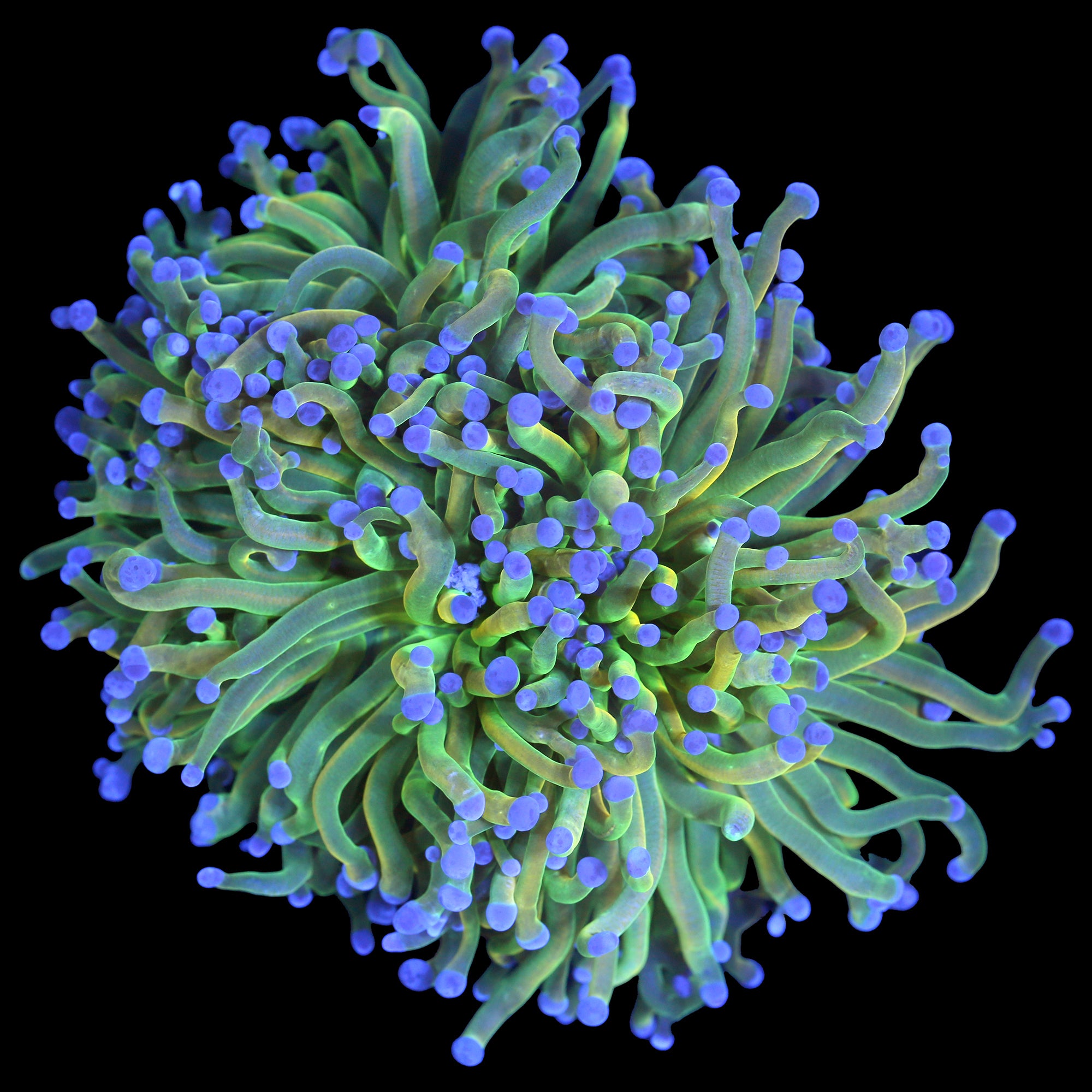 XL Holy Grail Torch Coral