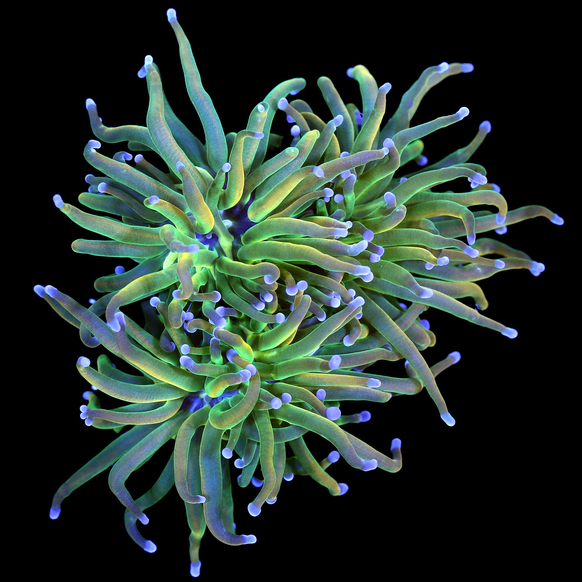 Rapunzel Holy Grail Torch Coral