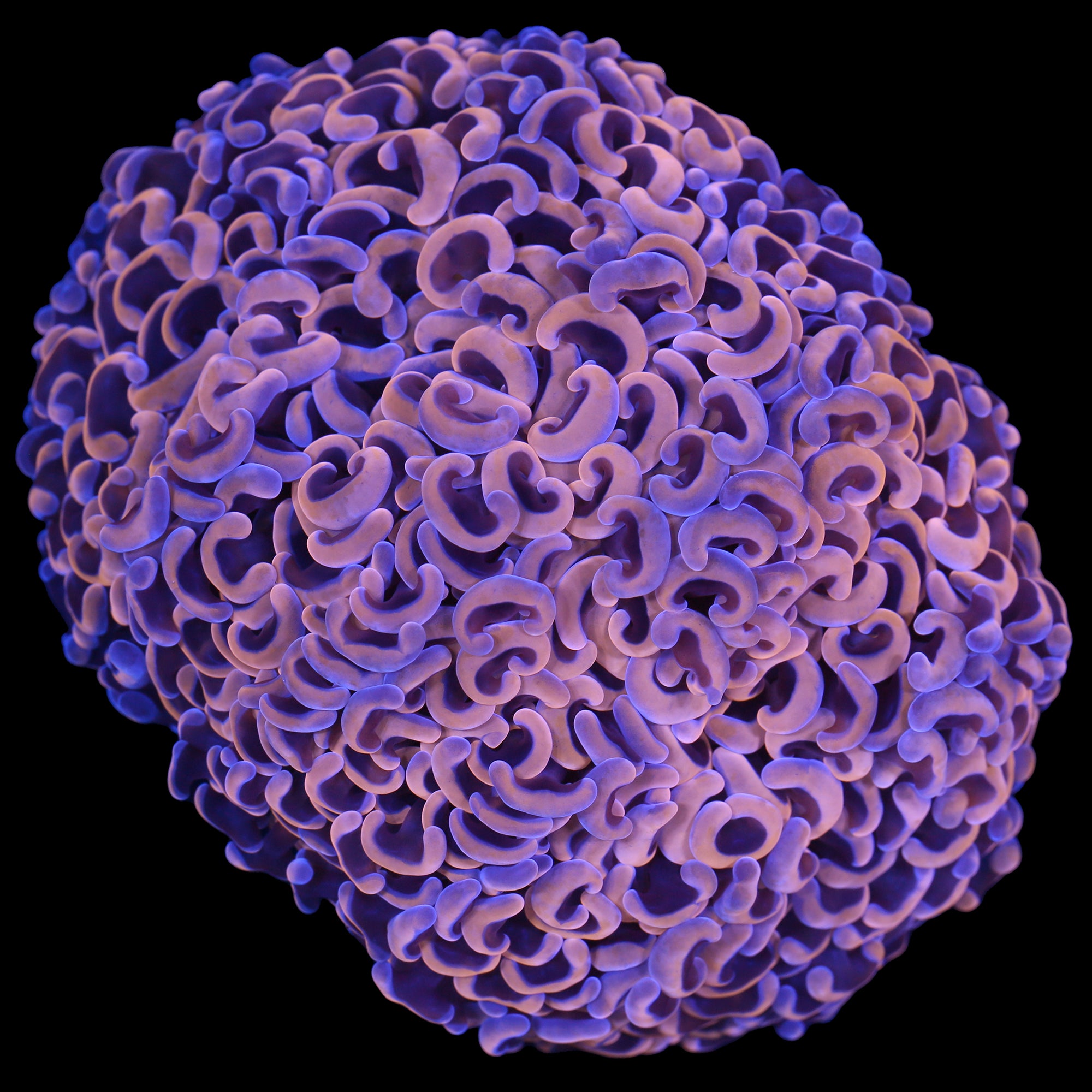 Rainbow Wall Hammer Coral