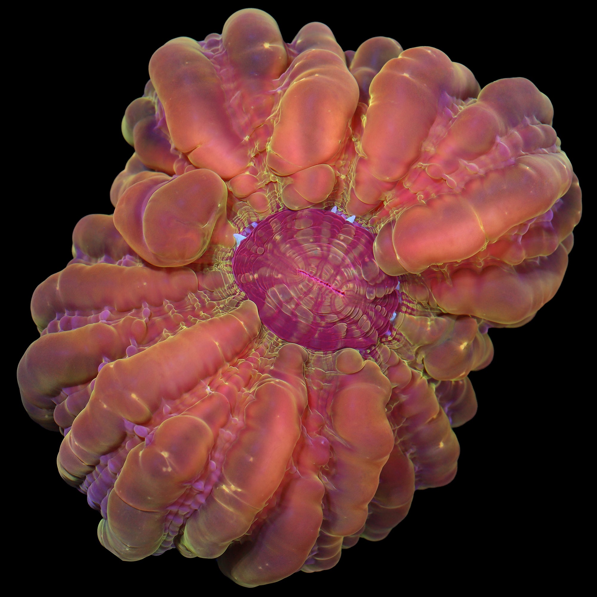 Ultra Cynarina Coral