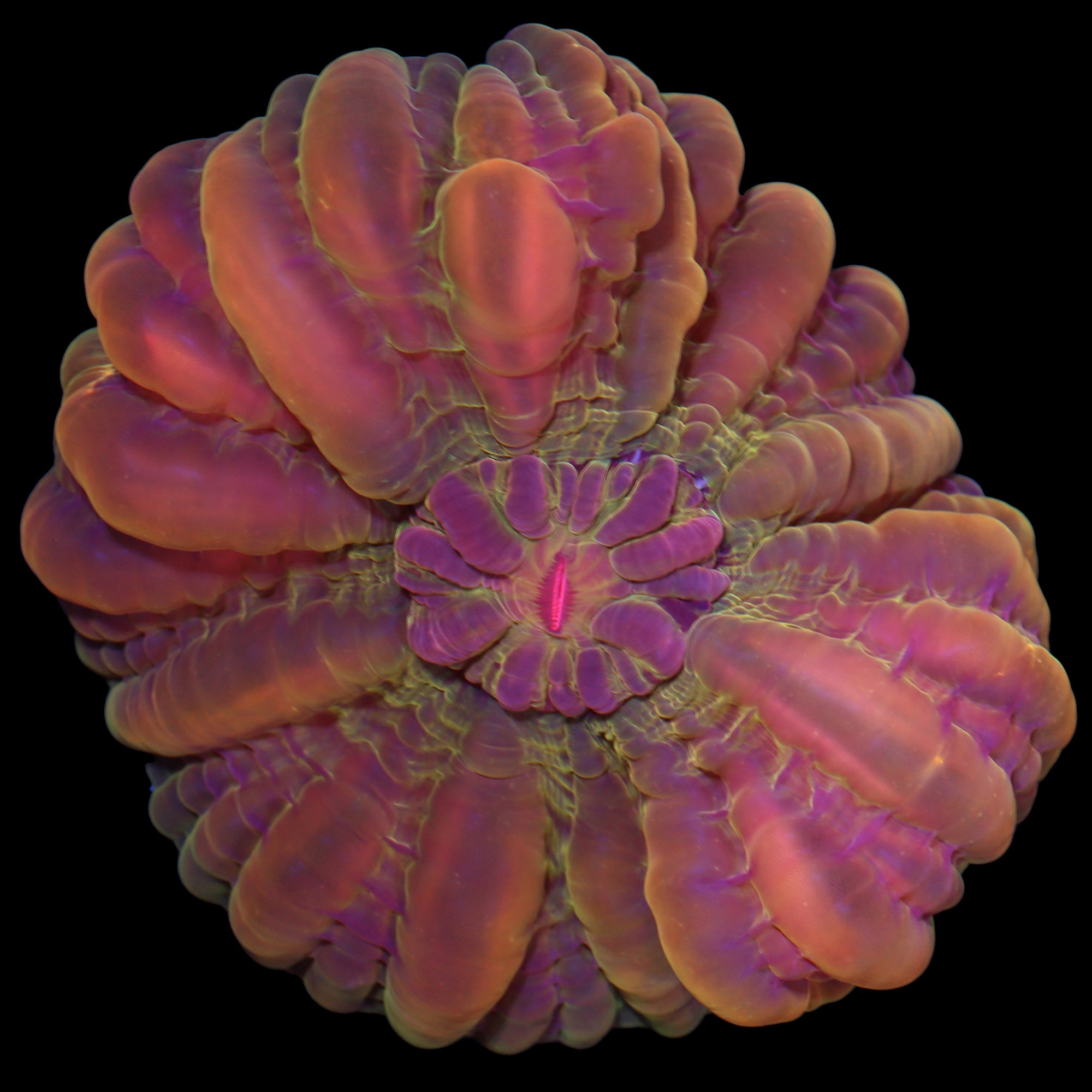 Ultra Cynarina Coral