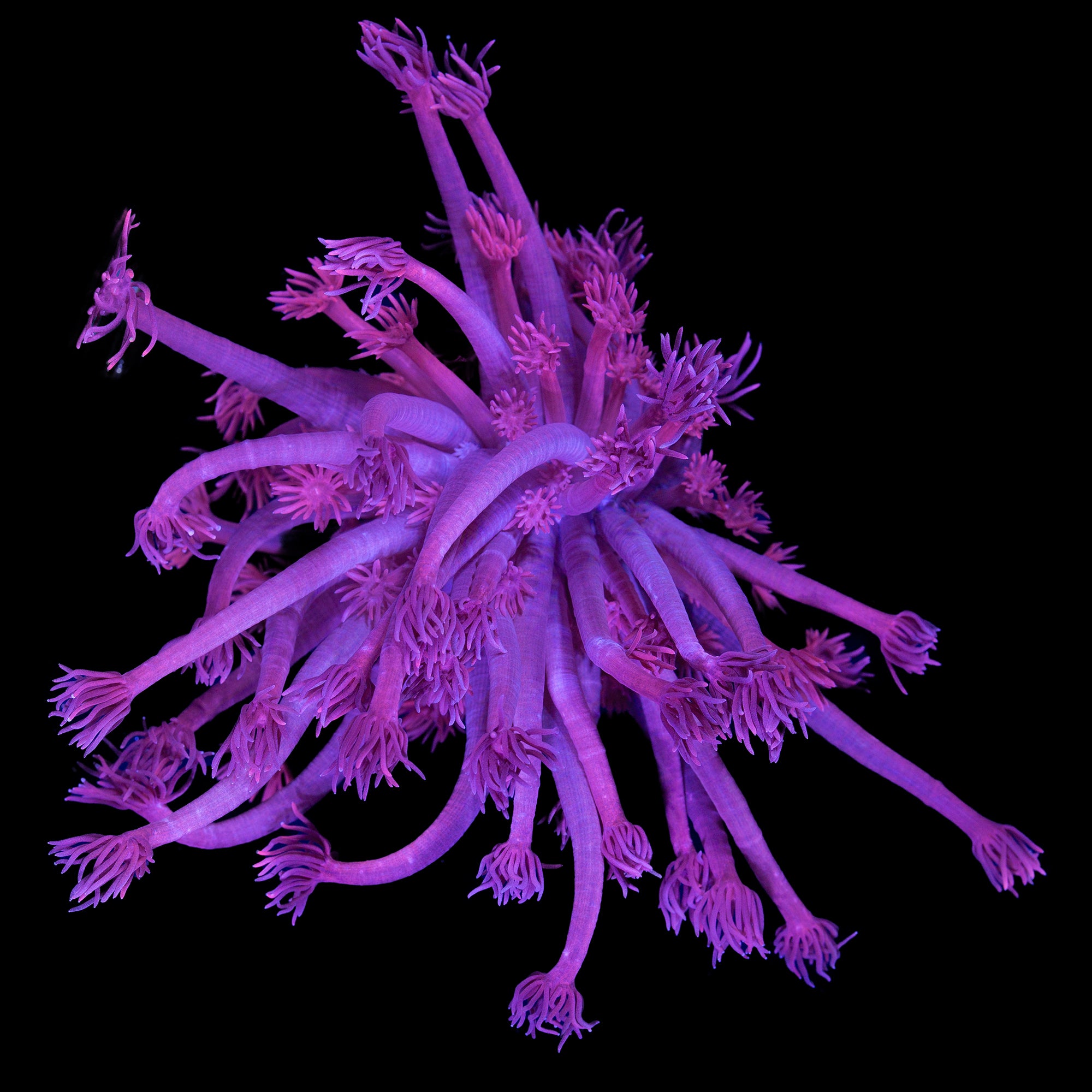 Red Goniopora Coral - Lg Frag