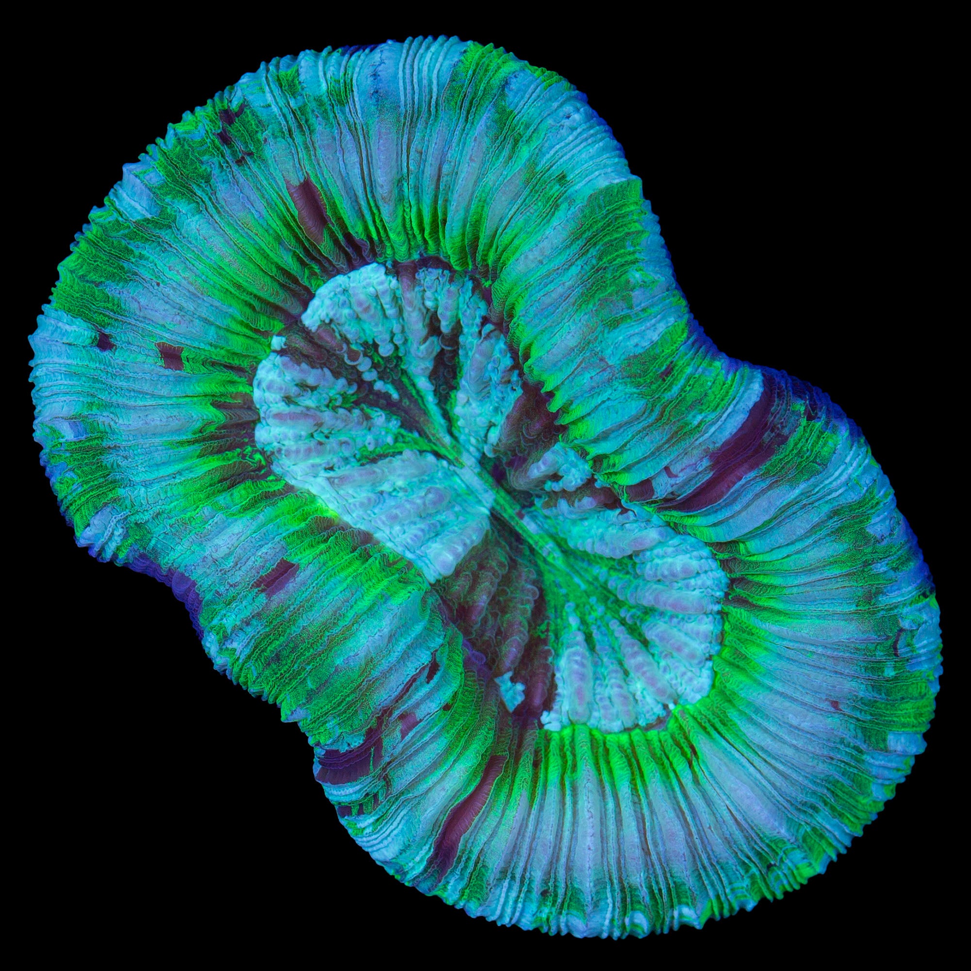 Green Trachyphllia Coral