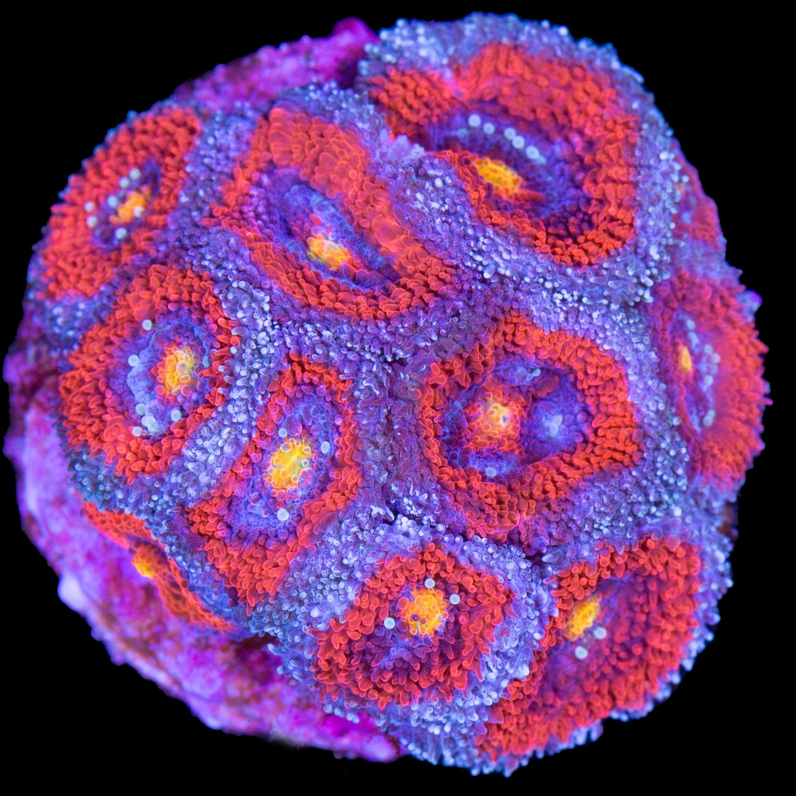 Inferno Micromussa Coral - Lg Frag