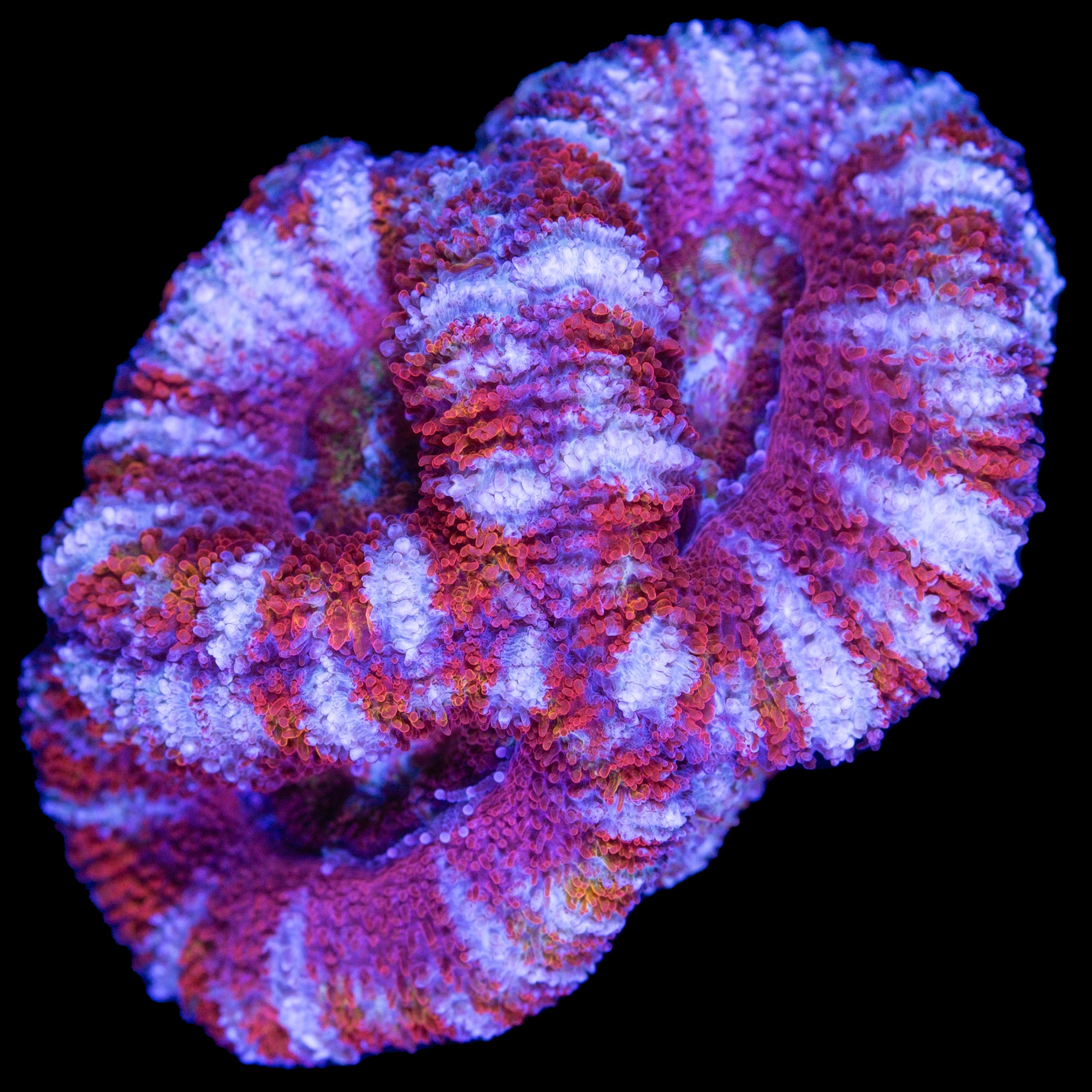 Rainbow Acan Coral