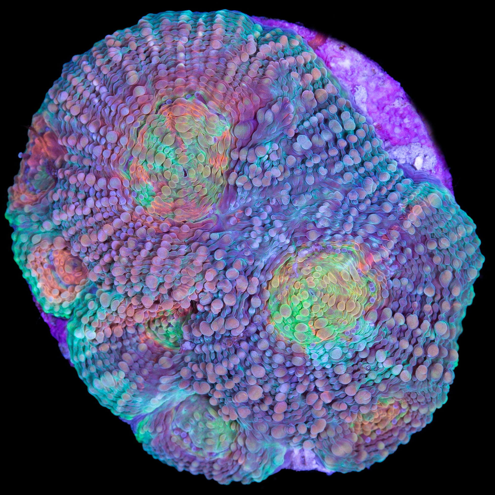 Rainbow Acan Echinata Coral