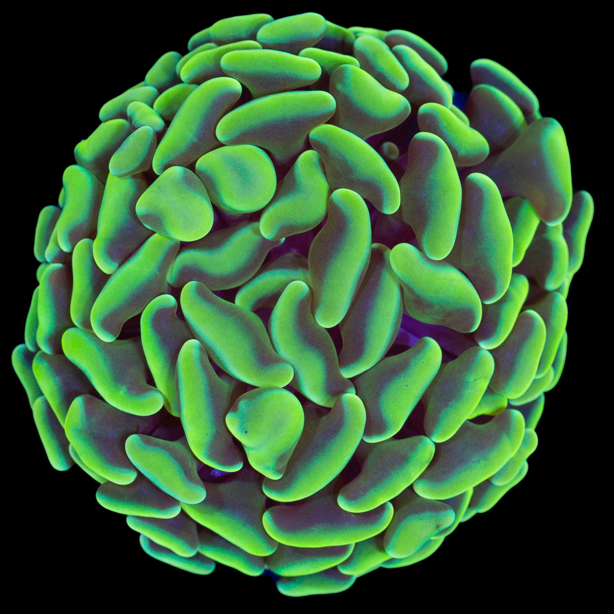 Aussie Lemon Lime Hammer Coral