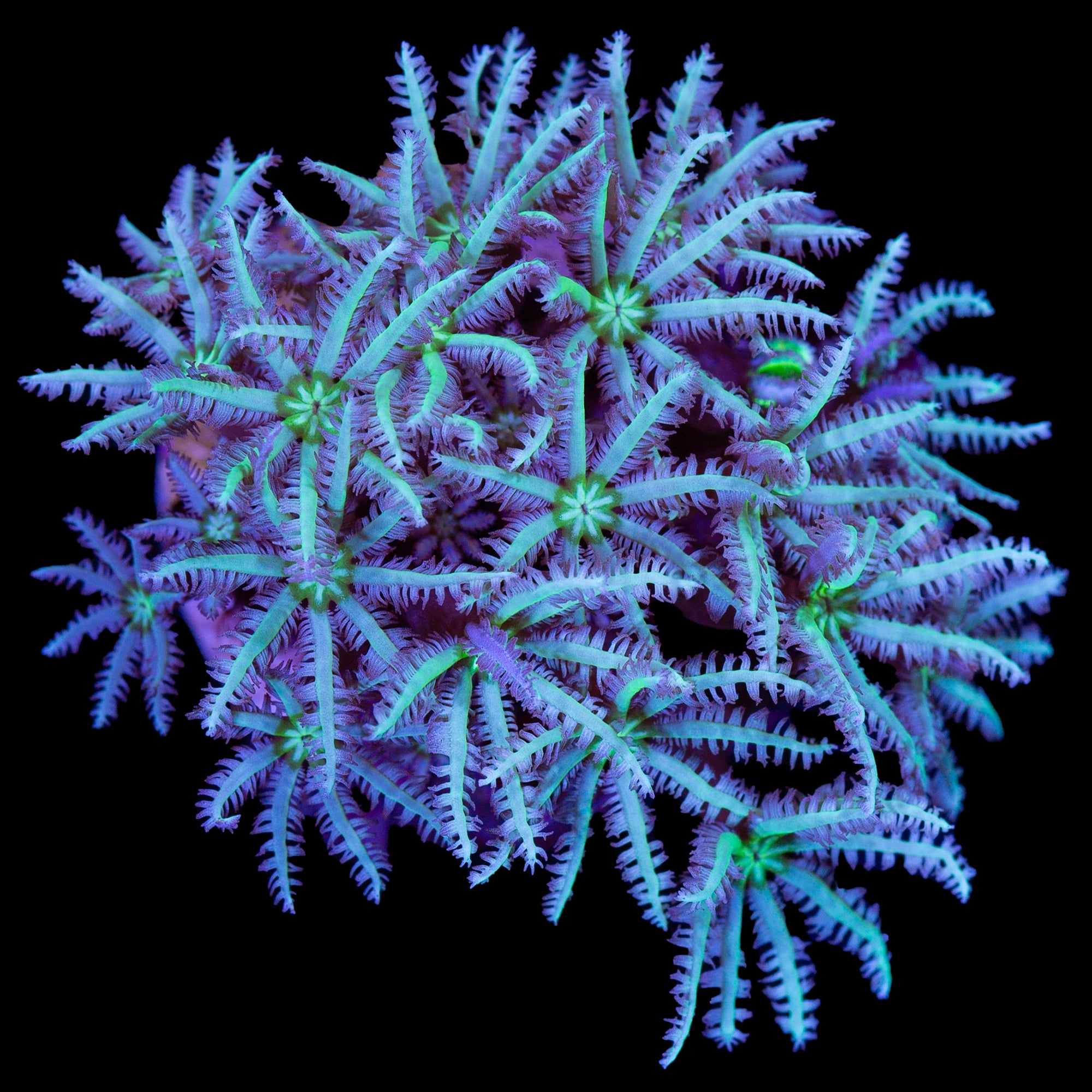 Green & White Pipe Organ Coral