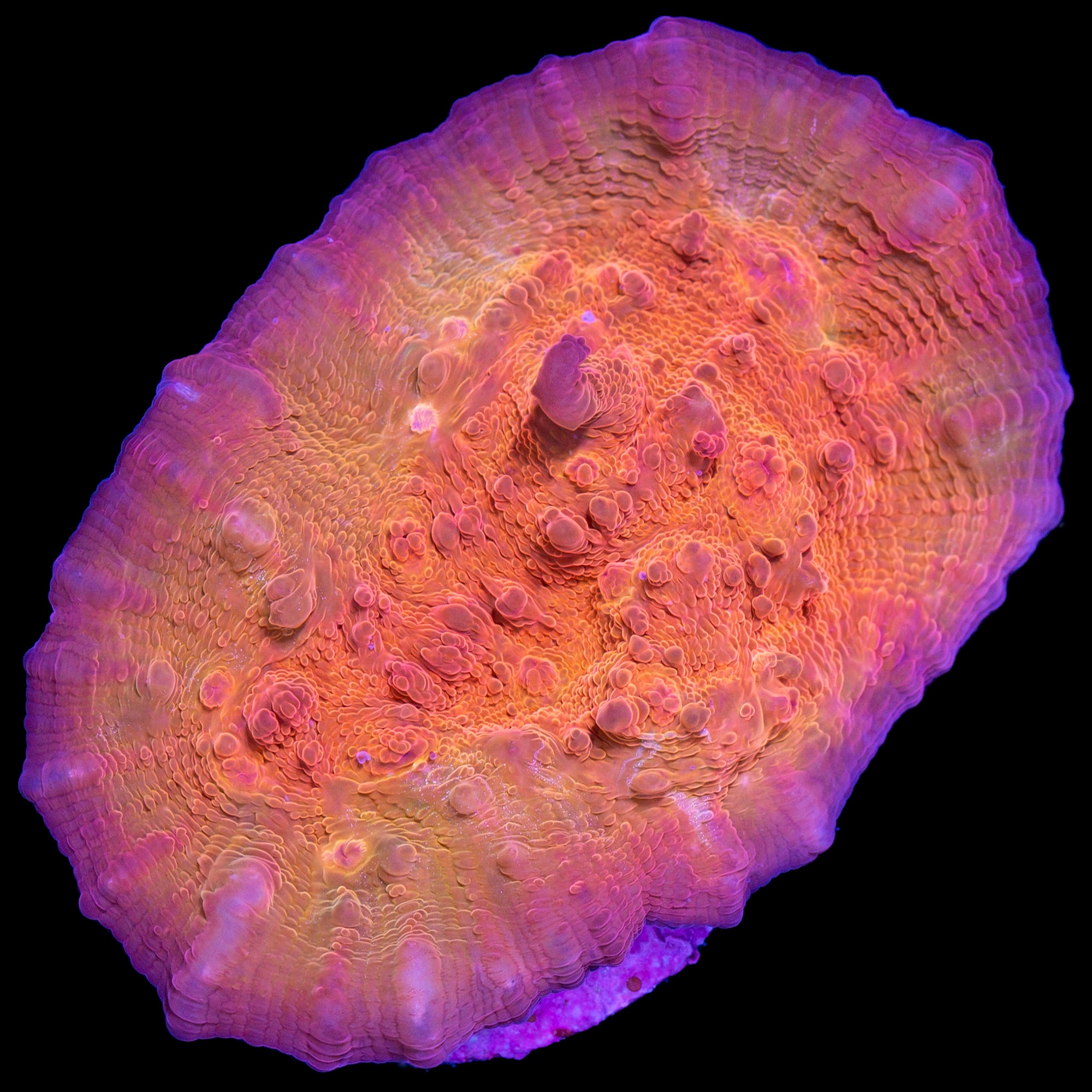 Orange Dream Echinophyllia Coral
