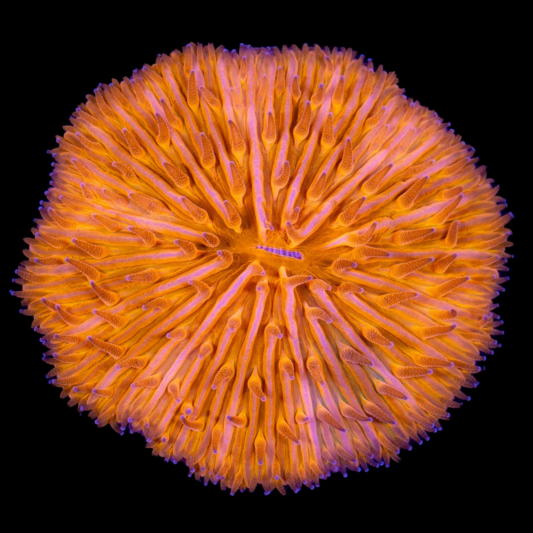 Orange Fungia Plate Coral