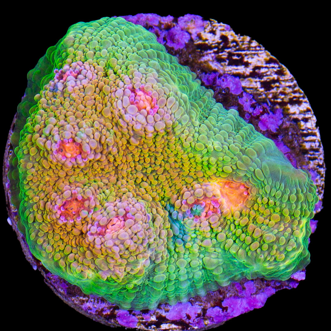 Crayola Meltdown Echinophyllia Coral
