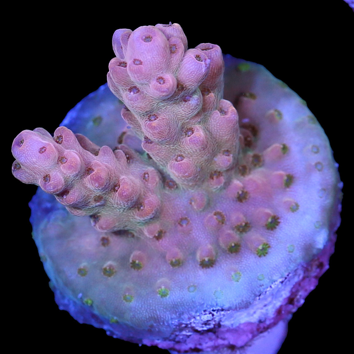 Pink Smoothie Acropora Coral