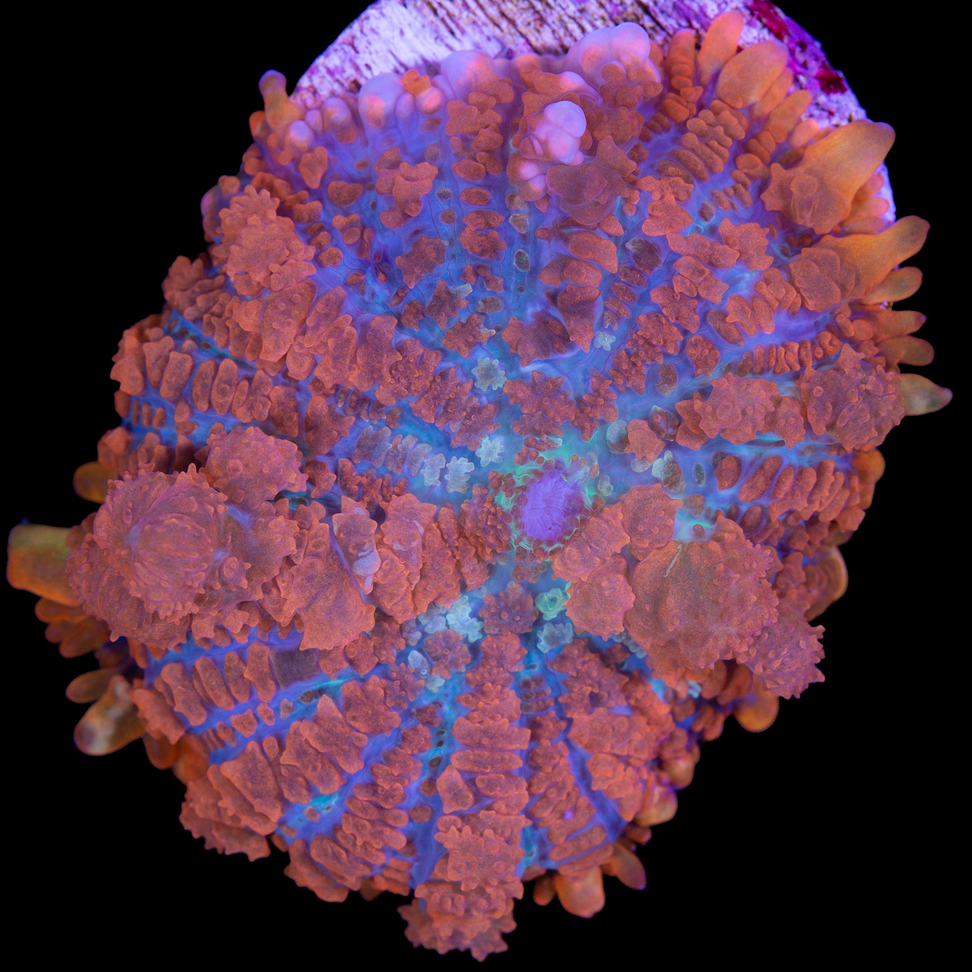 JF Raunchy Red Bounce Mushroom