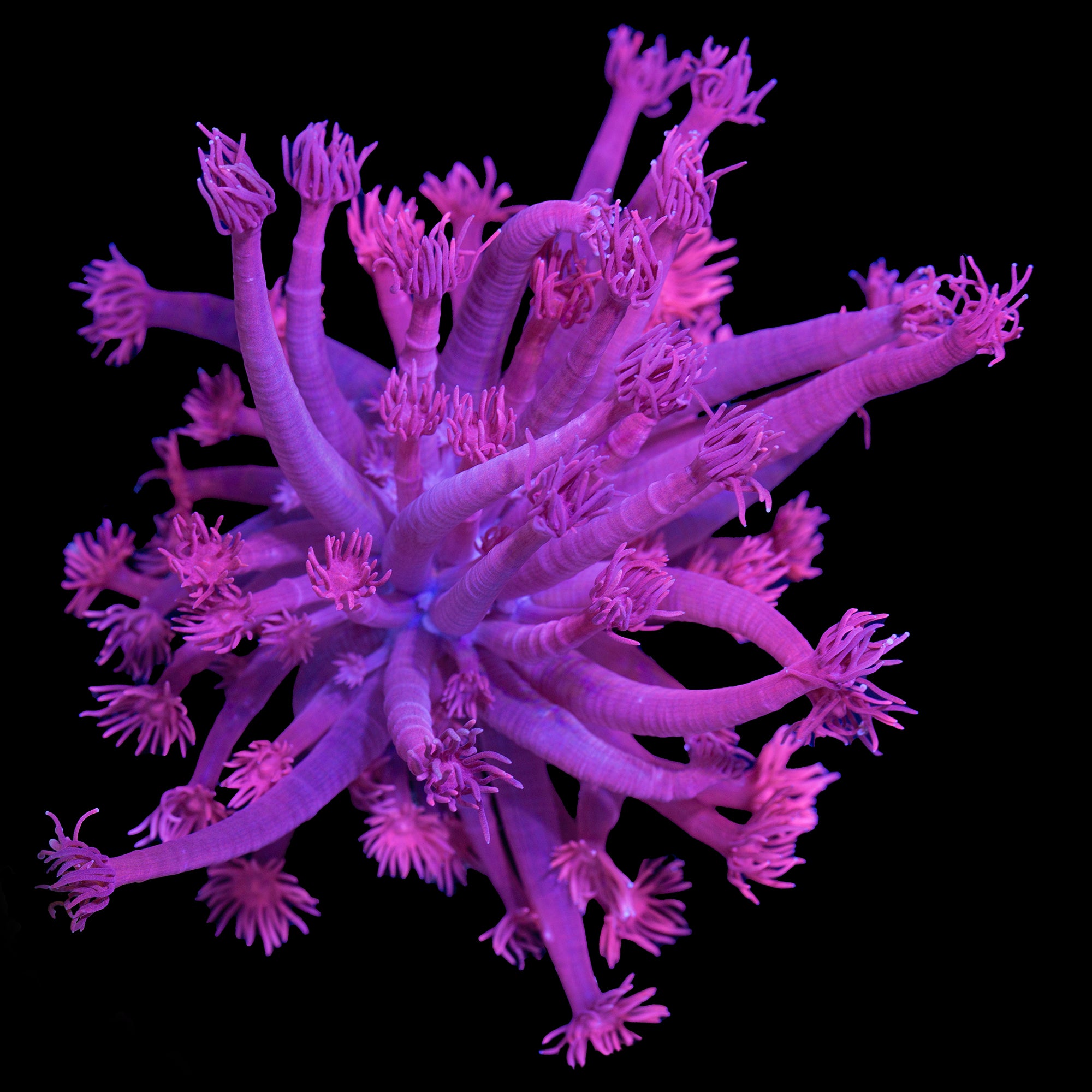 Red Goniopora Coral - Mini Colony