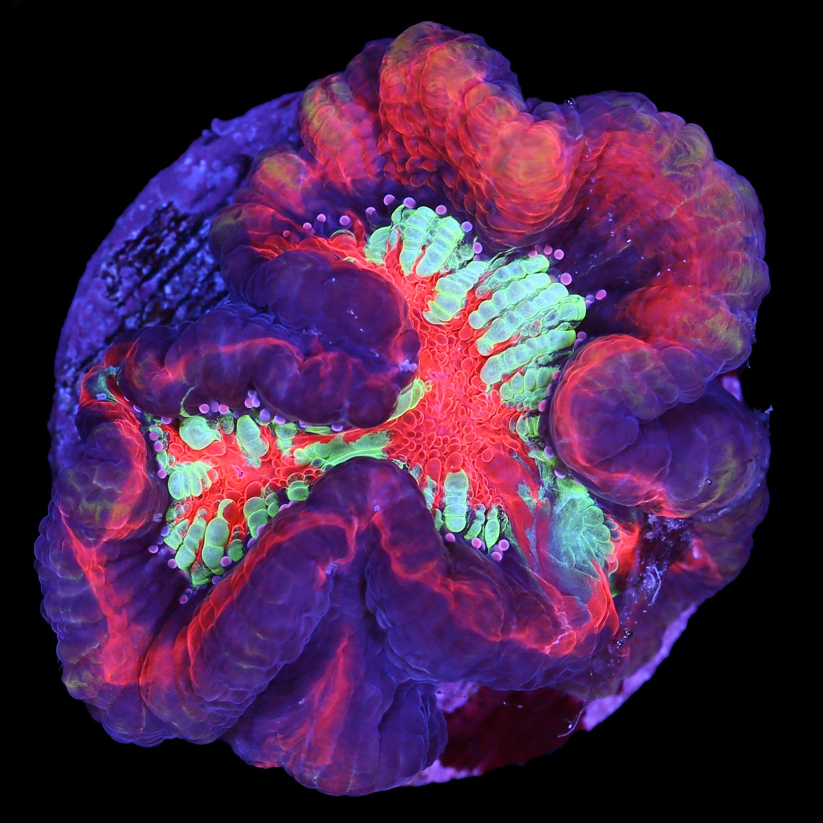 Ultra Symphyllia Wilsoni Coral