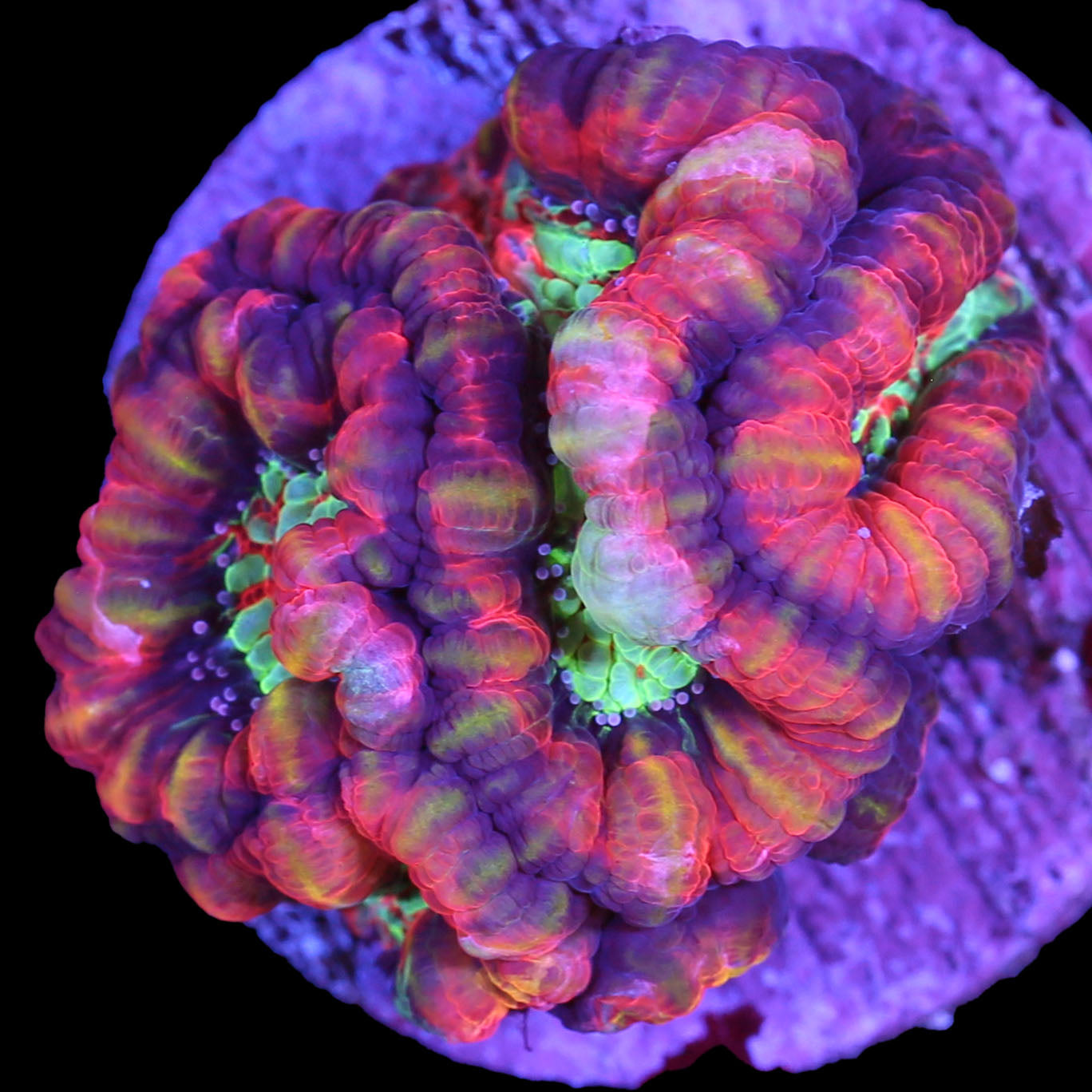 Ultra Rainbow Symphyllia Wilsoni Coral