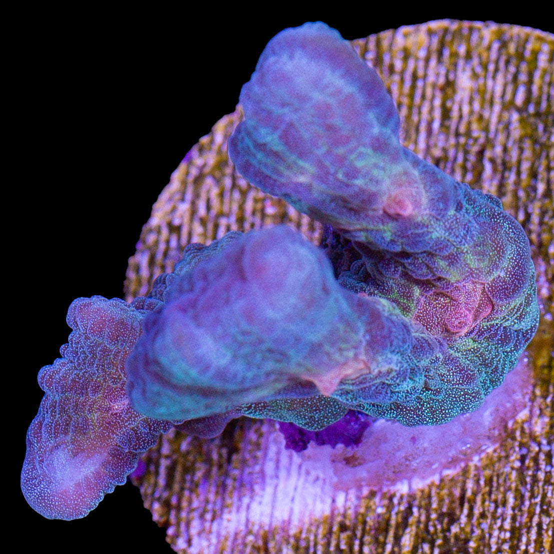 Rainbow Pectinia Coral