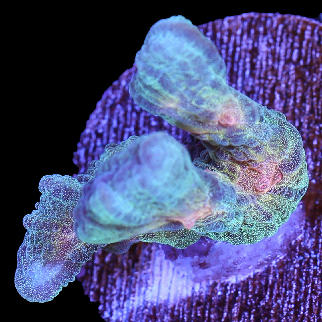 Rainbow Pectinia Coral