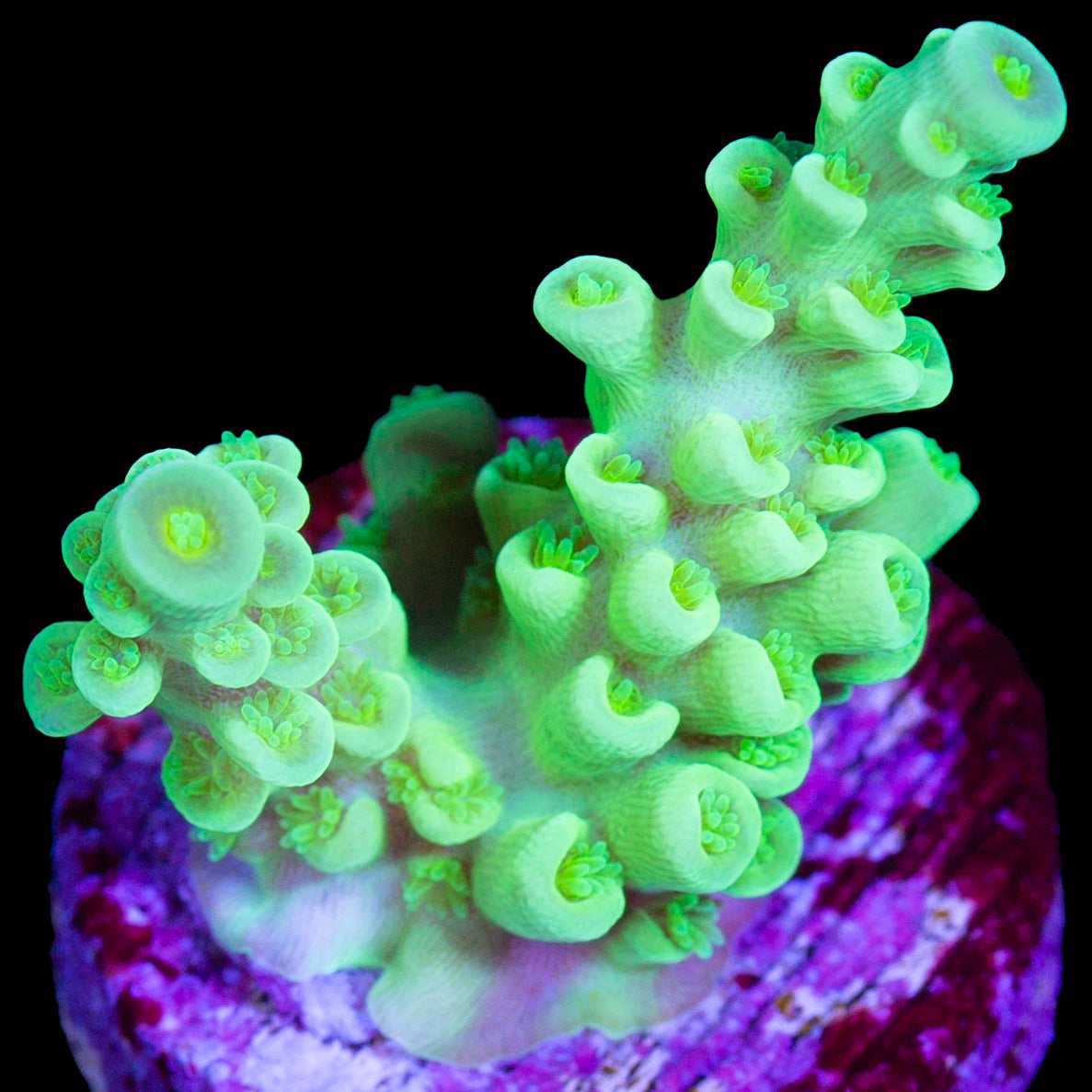 Nuclear Green Tenuis Acropora Coral
