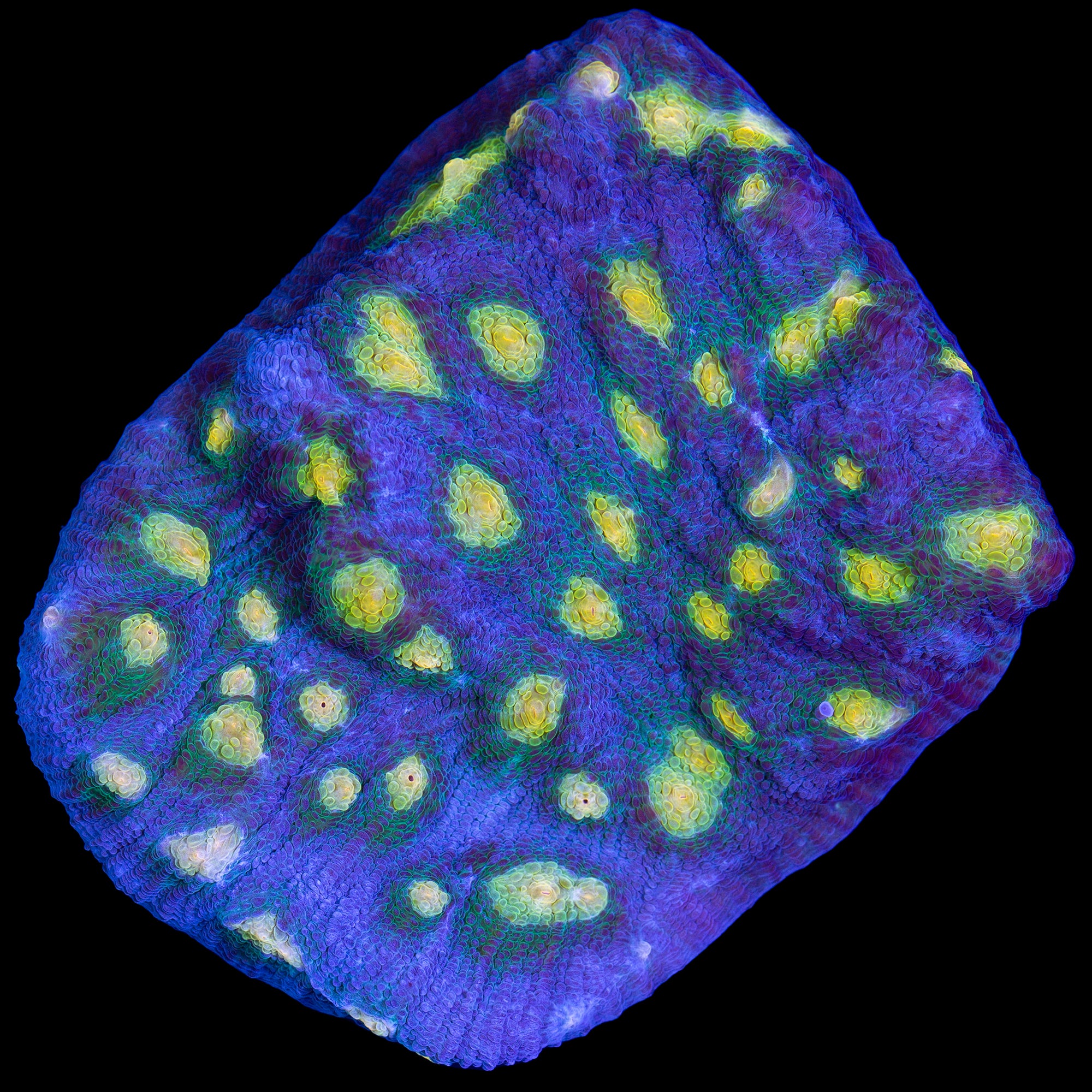 Solar Flare Mycedium Coral - Mini Colony