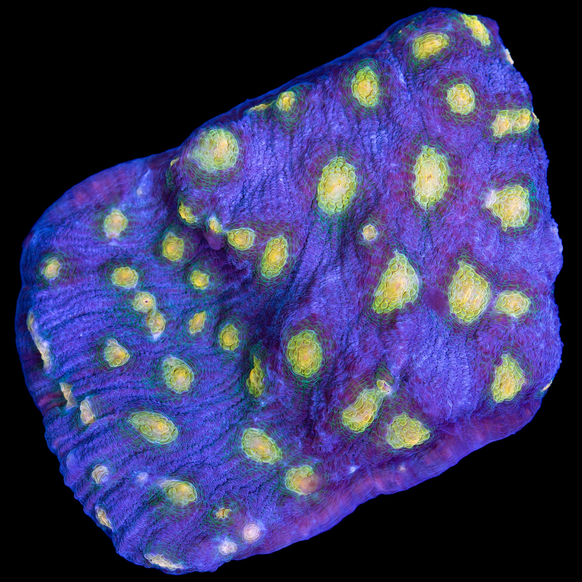 Solar Flare Mycedium Coral - Mini Colony
