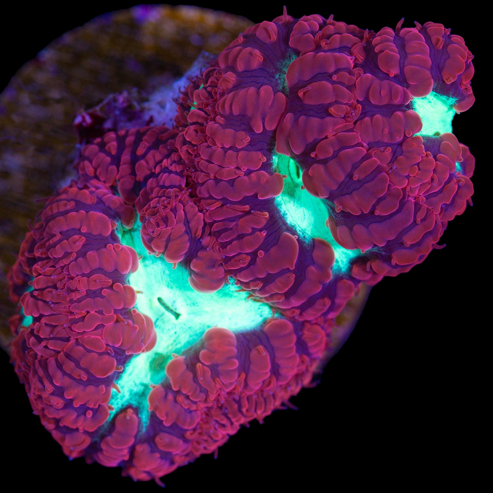 Red & Green Blastomussa Coral