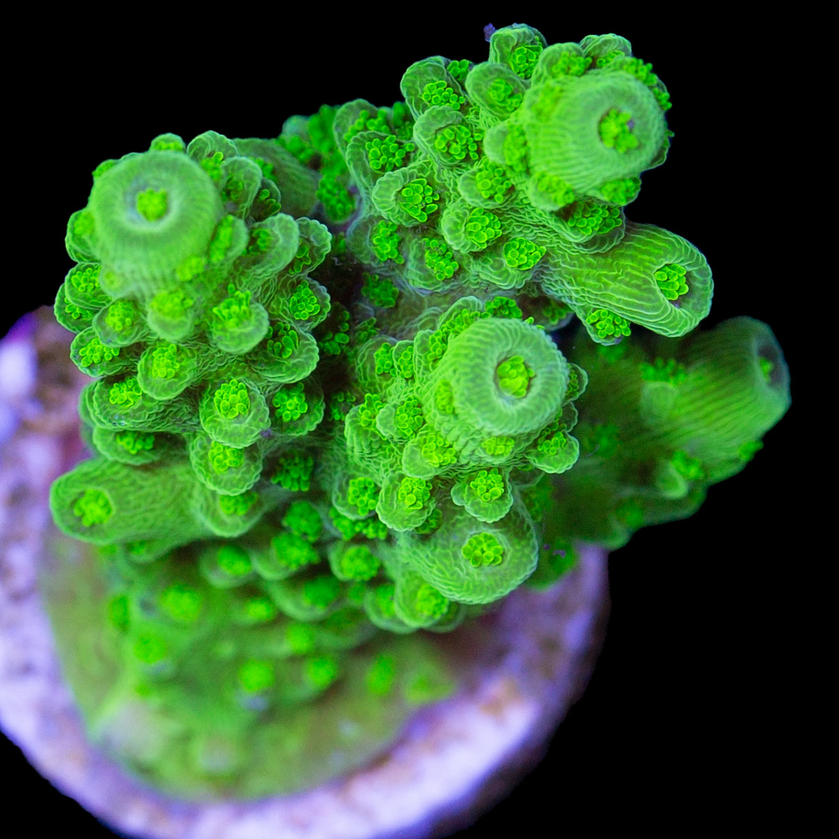 Toxic Green Acropora Coral