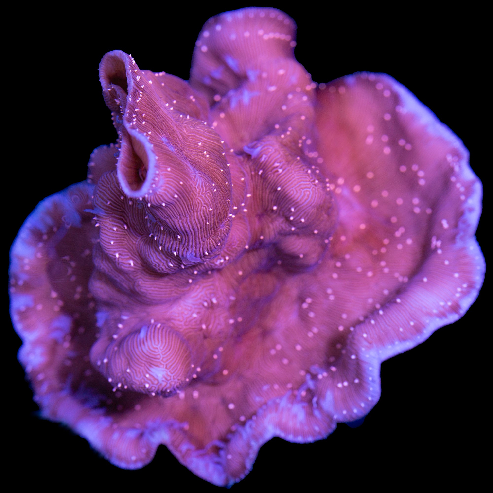 Scrolling Lithophyllon Coral