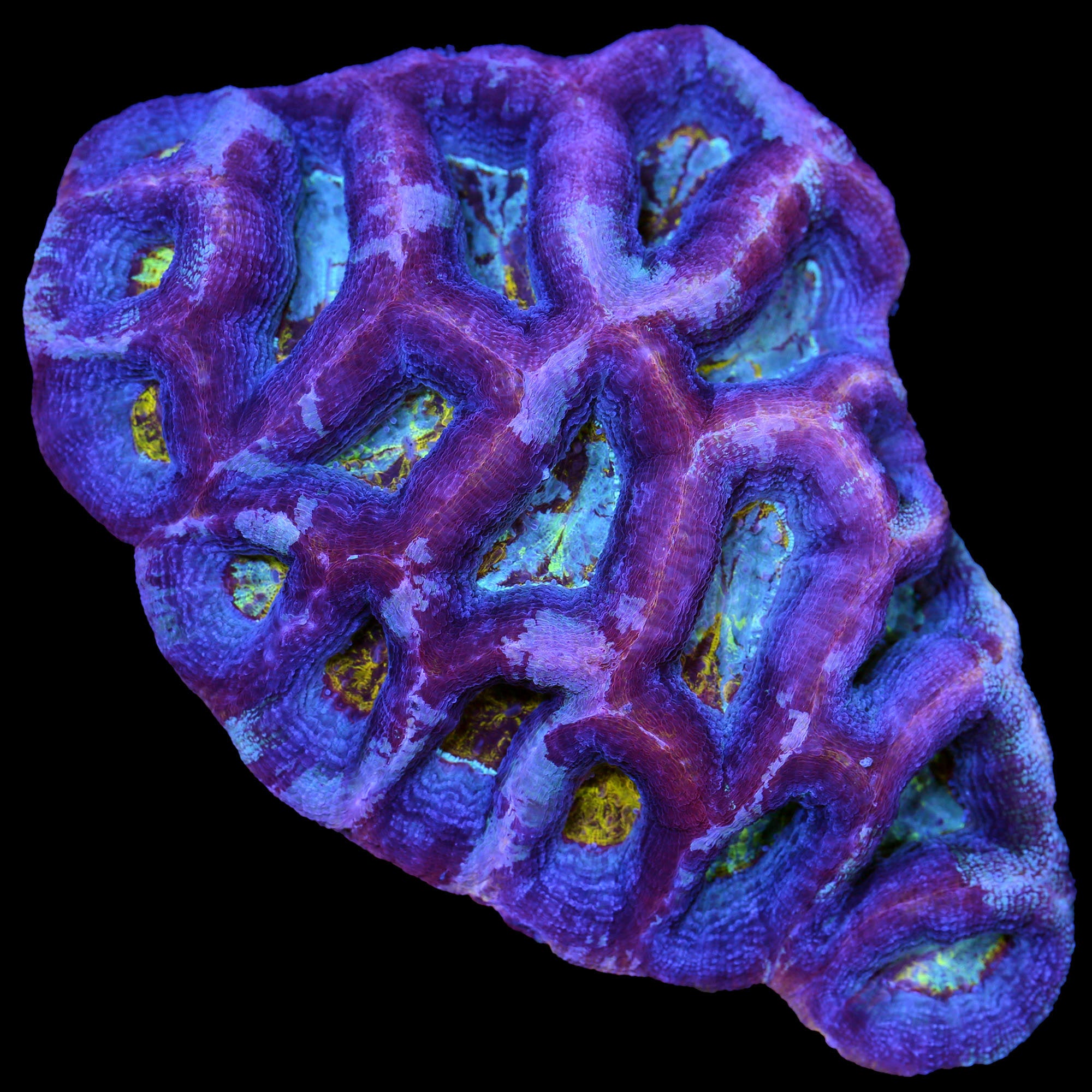 Ultra Acan Bowerbanki Coral Colony