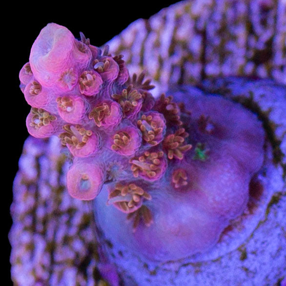 Cofefe Acropora Coral