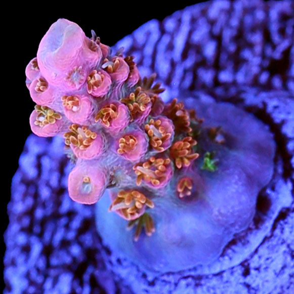 Cofefe Acropora Coral