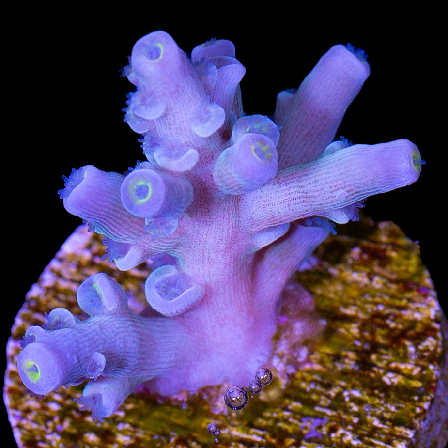 Vivid Insanity Acropora Coral