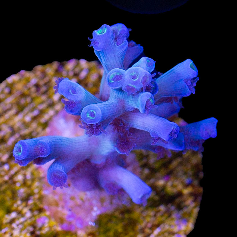 Ice Fire Acropora Echinata Coral